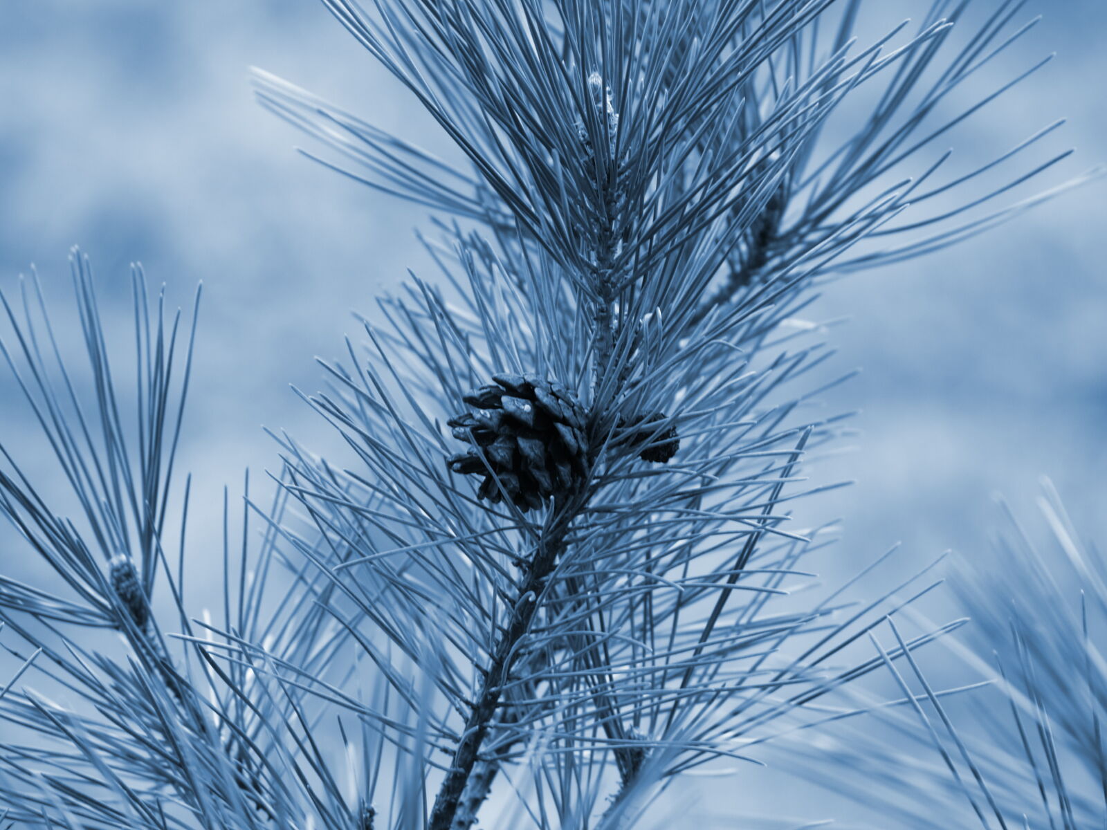Olympus E-500 (EVOLT E-500) sample photo. Blue, pinecone, trees, winter photography