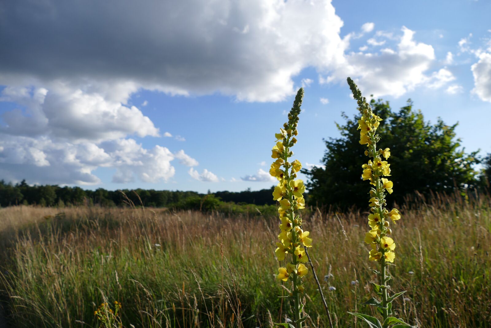 Panasonic Lumix DMC-FZ1000 sample photo. Field, nature, landscape photography