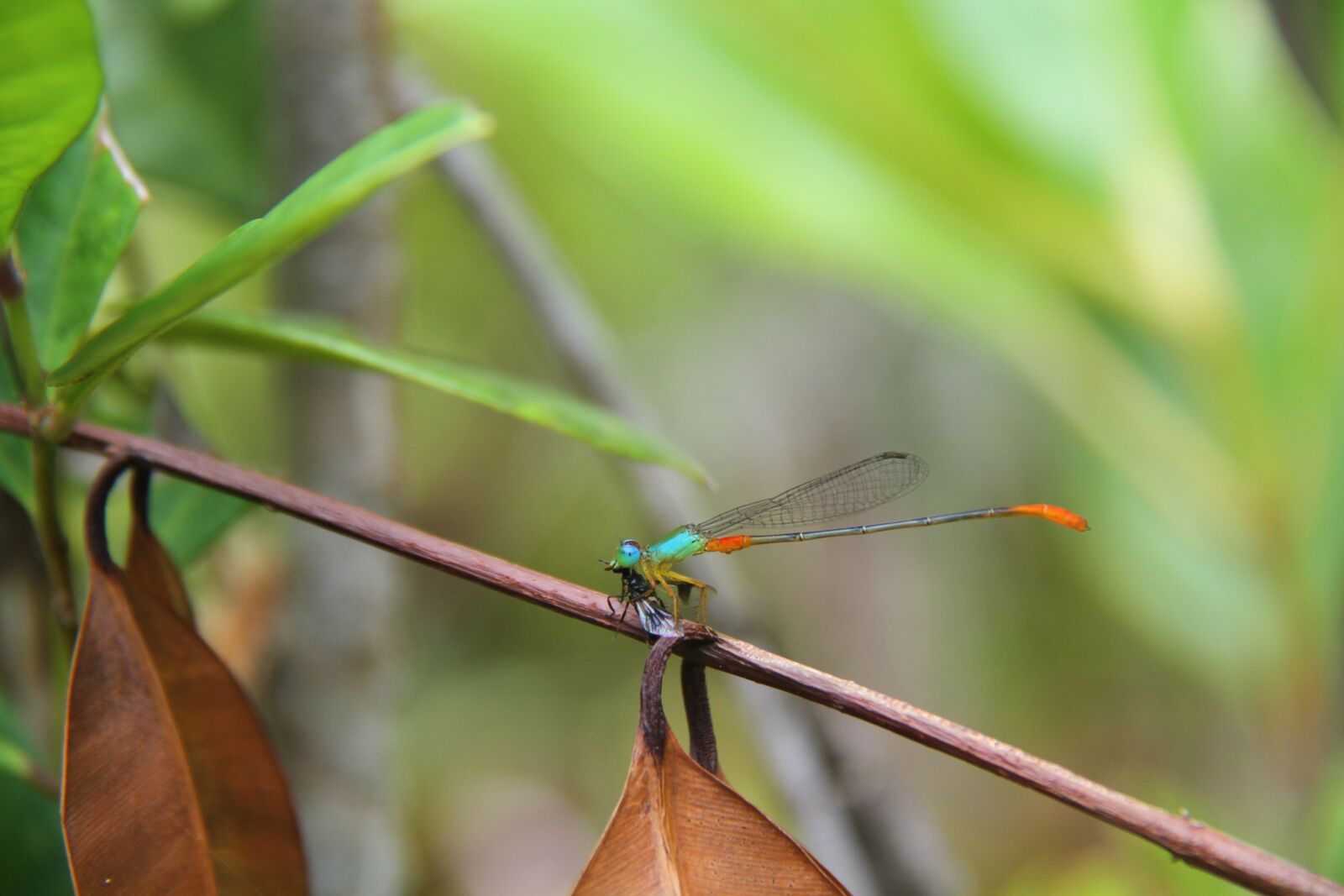 Canon EOS 7D sample photo. Landscape, nature, green photography