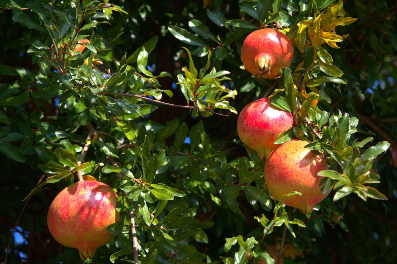Nikon D3200 sample photo. Pomegranate, fruit, tree photography
