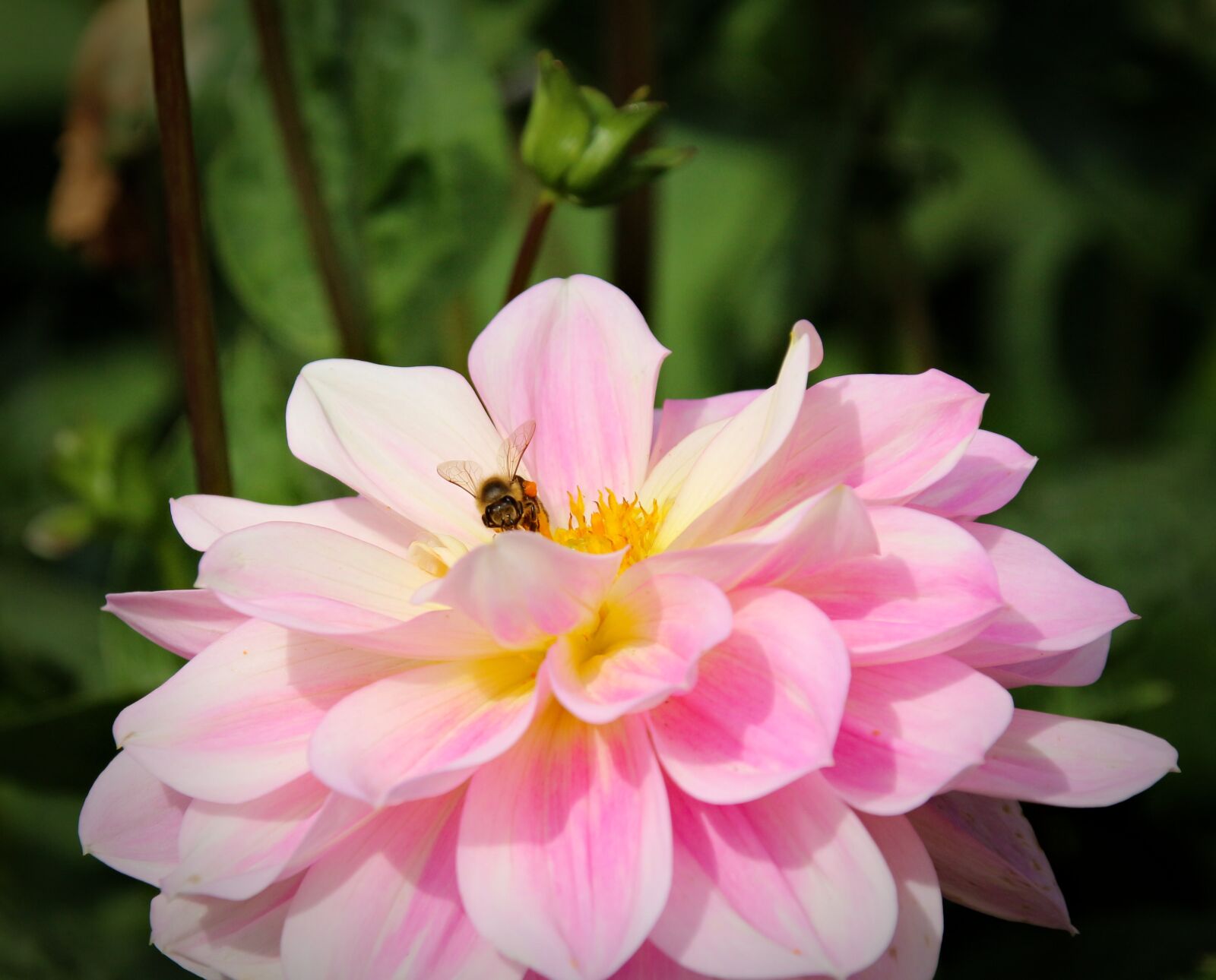 Canon EOS 700D (EOS Rebel T5i / EOS Kiss X7i) sample photo. Plant, flower, nature photography