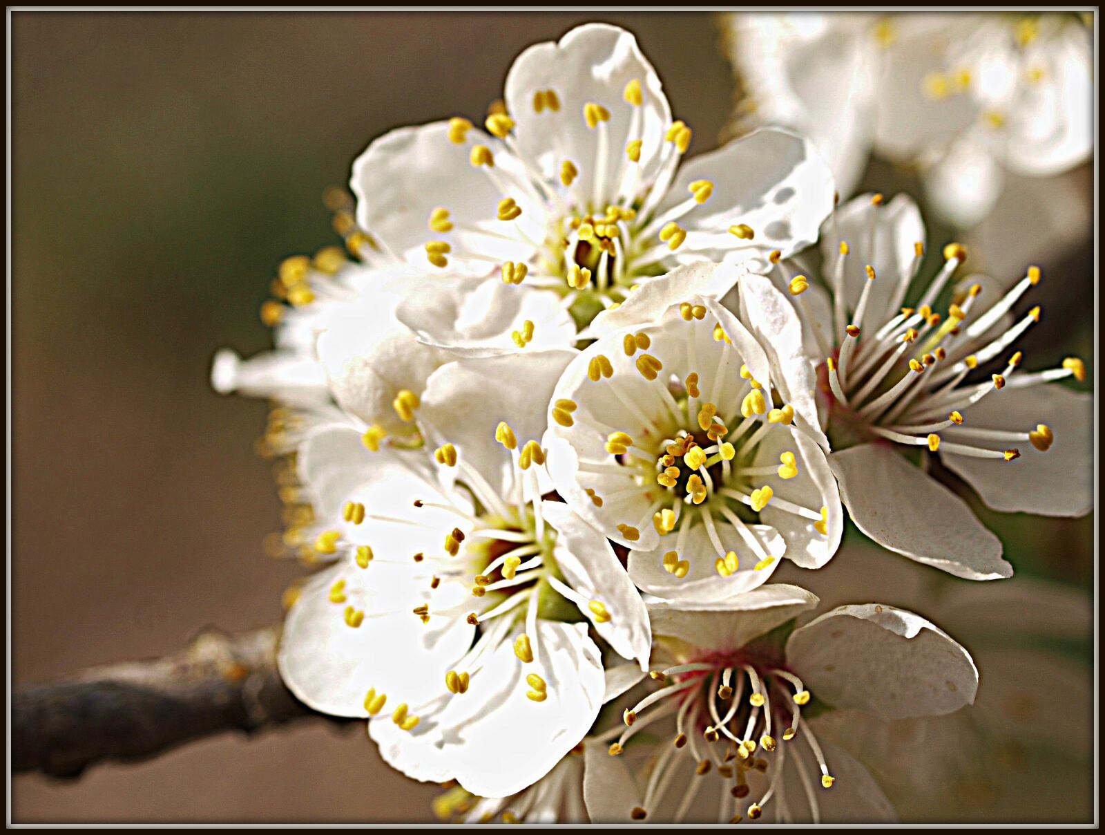 Olympus E-3 sample photo. Blossom, bloom, kriacherl photography
