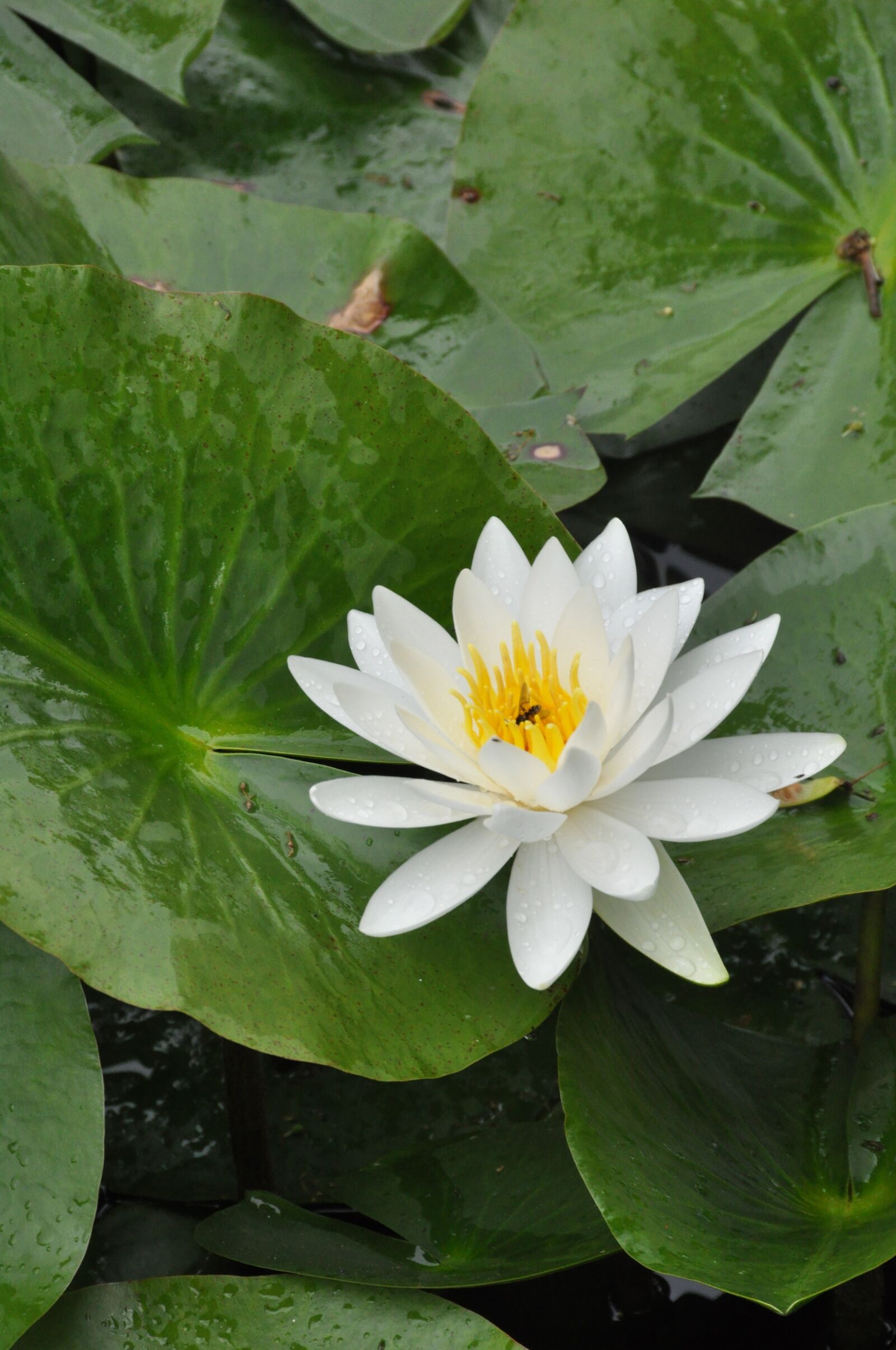 Nikon D90 sample photo. Lotus, flowers, the water photography