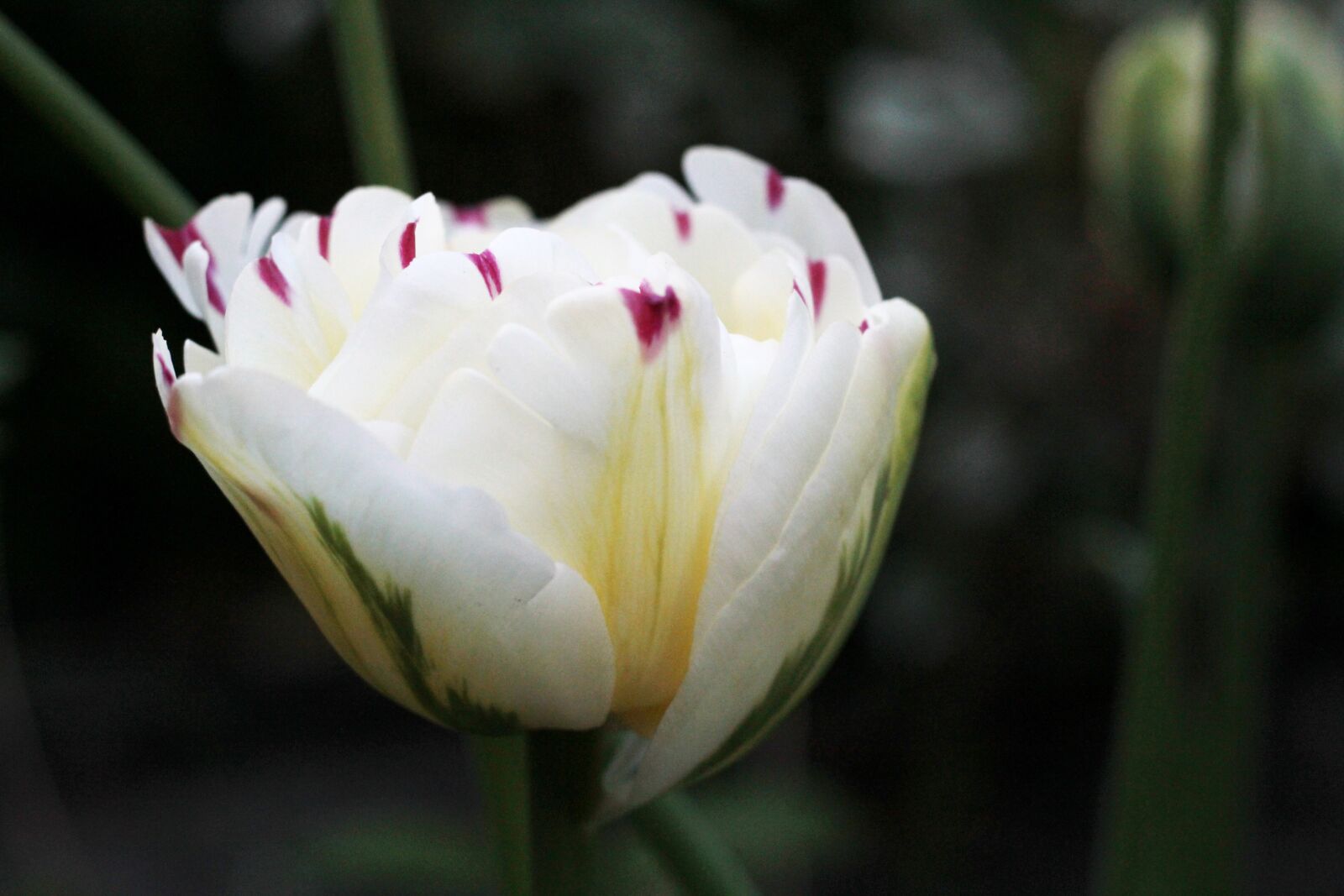 Canon EOS 600D (Rebel EOS T3i / EOS Kiss X5) + Canon EF 50mm F1.8 STM sample photo. Tulipa danceline, white, red photography