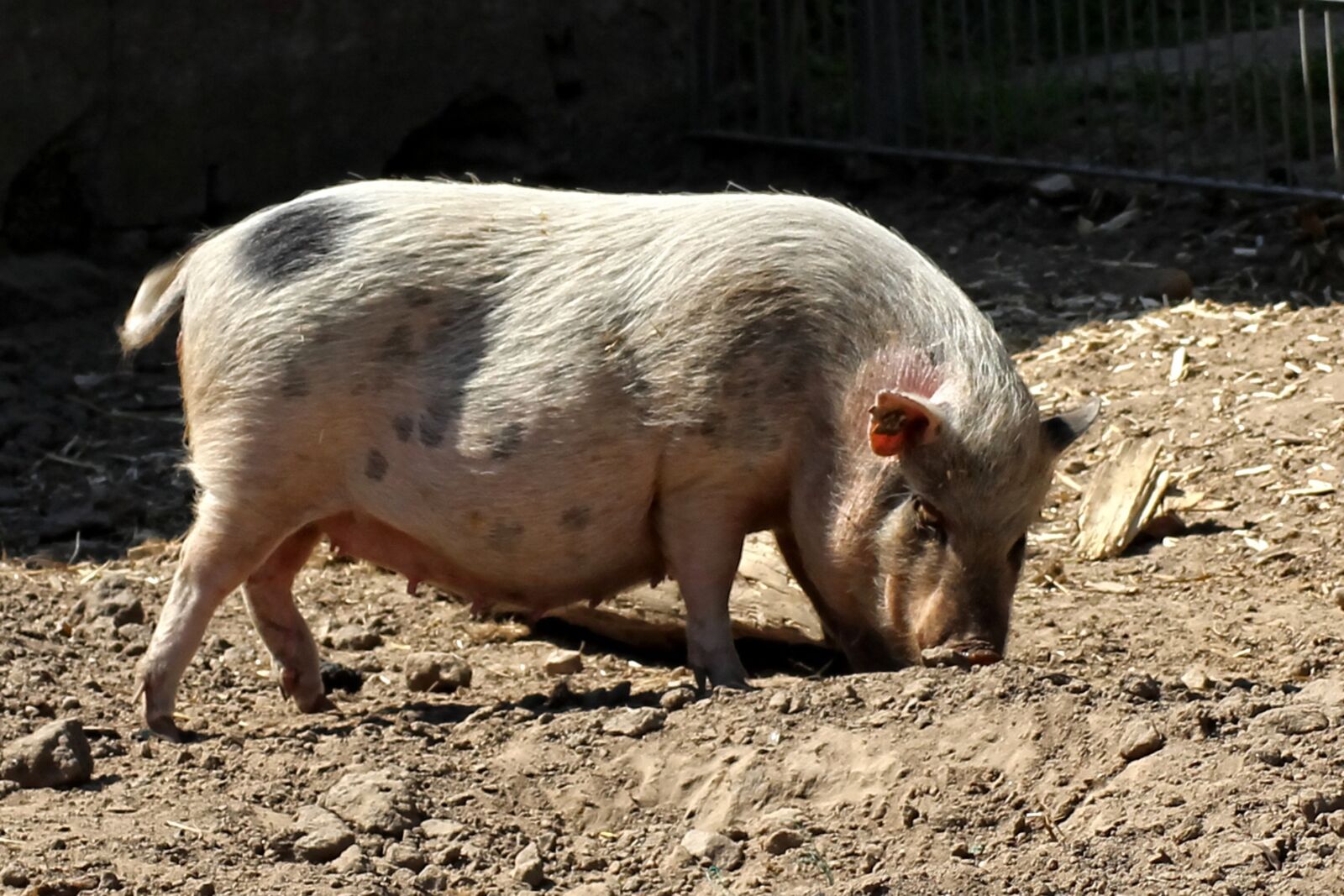 Canon EOS 600D (Rebel EOS T3i / EOS Kiss X5) sample photo. Pot bellied pig, pig photography