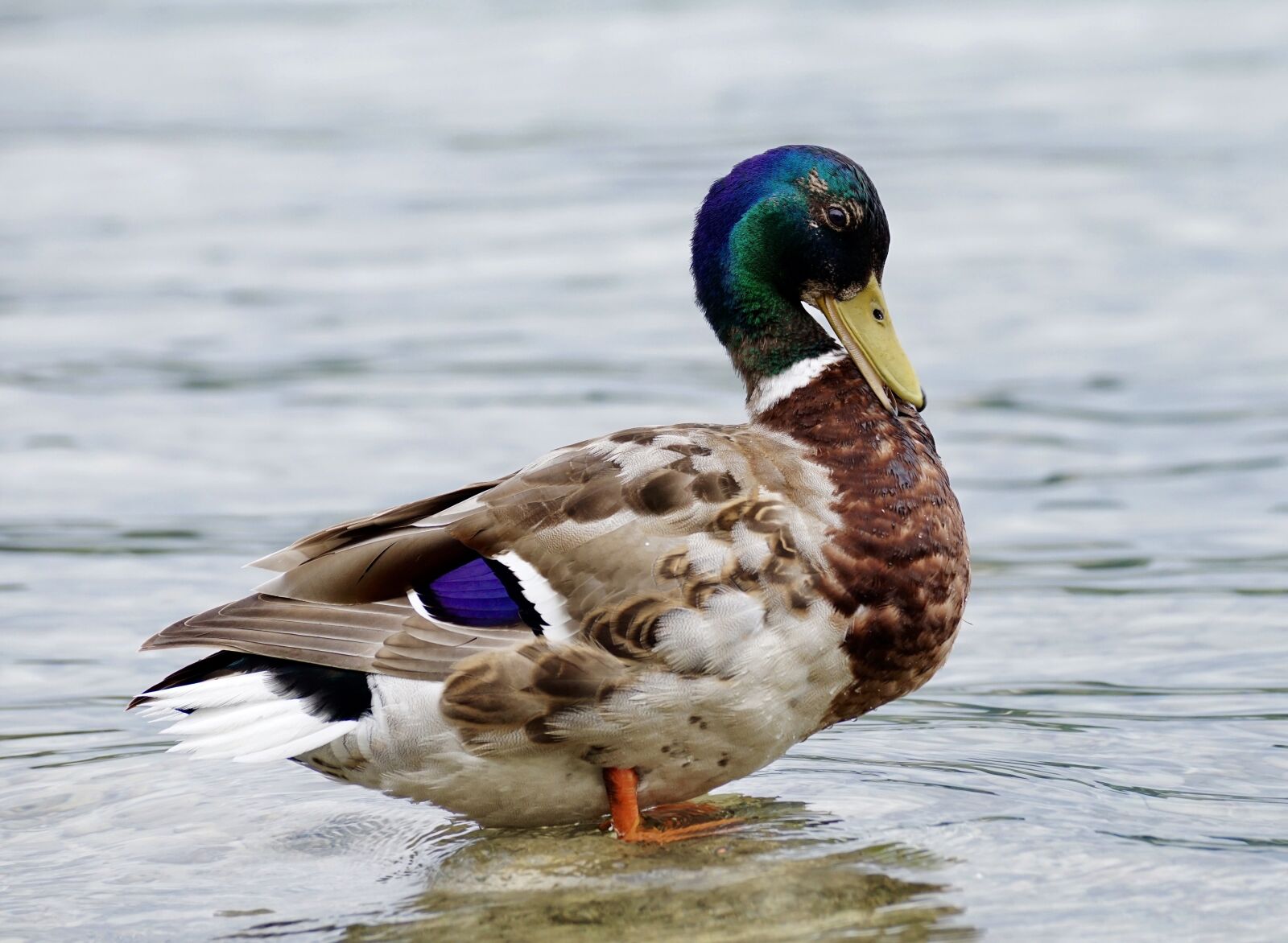 Sony DT 55-300mm F4.5-5.6 SAM sample photo. Duck, drake, water bird photography
