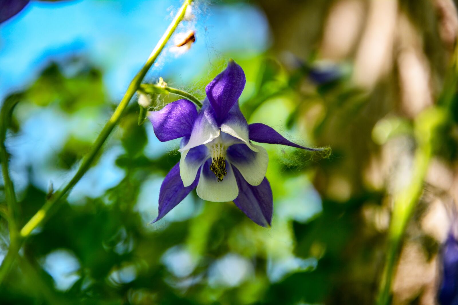 Nikon D7100 sample photo. Flower, haseki earrings, purple photography