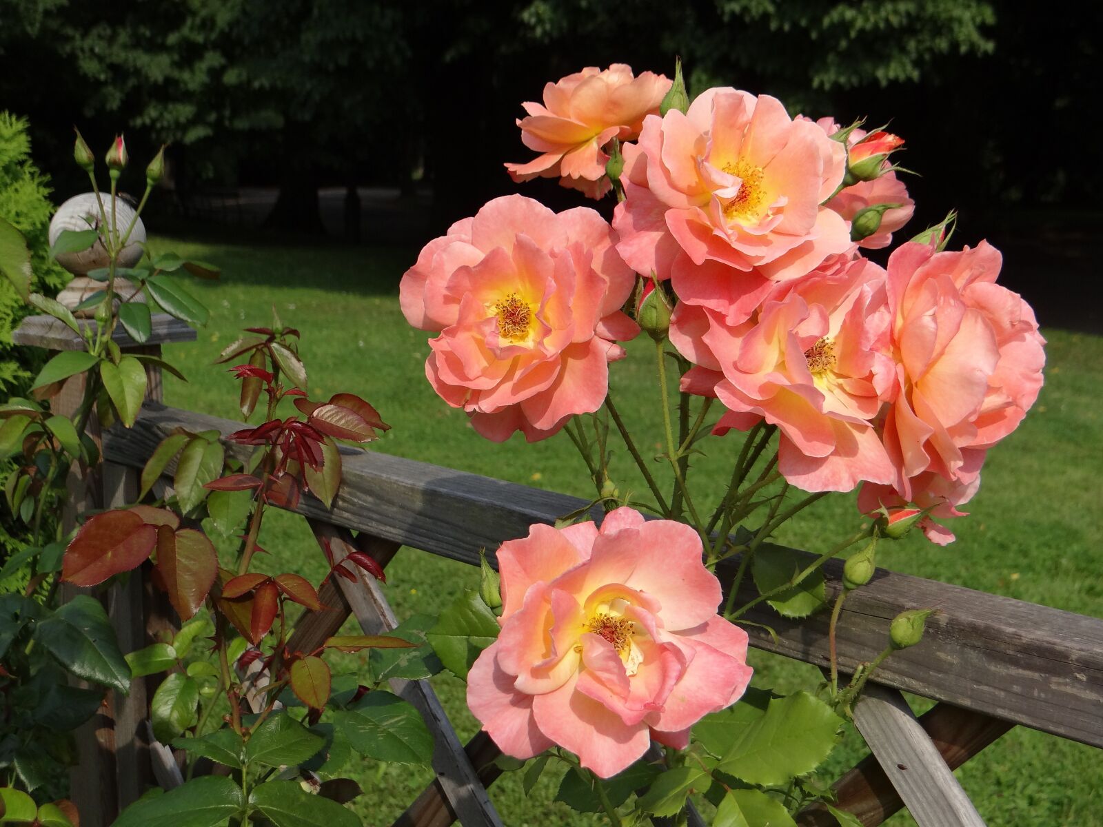 Sony DSC-HX200V sample photo. Rose, flower, tea photography
