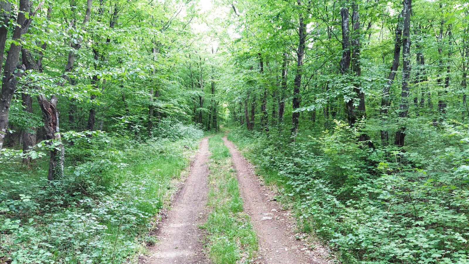 Xiaomi Mi A3 sample photo. Forest, road, nature photography