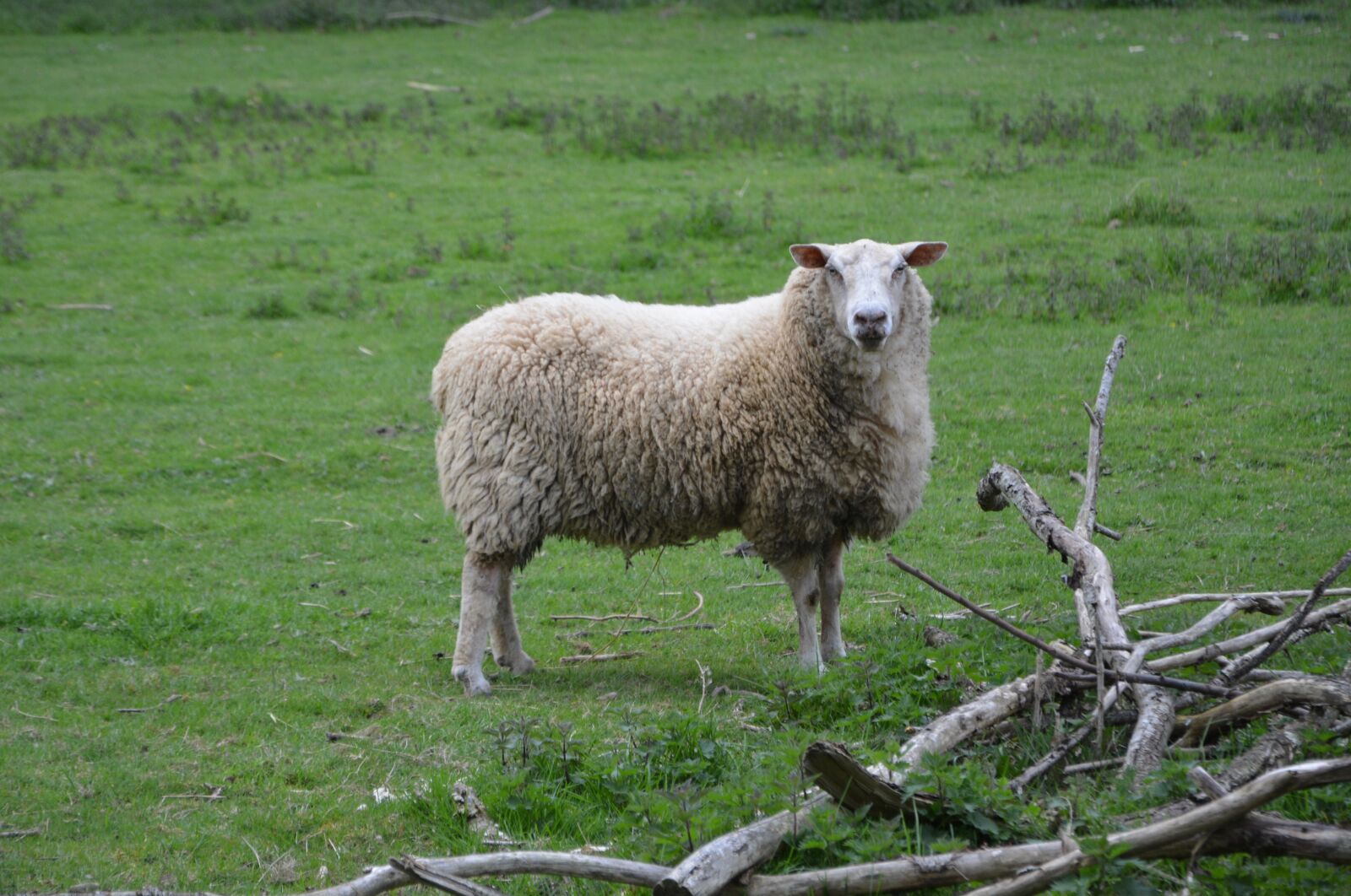 Nikon D5200 sample photo. Sheep, agro-industry, lawn photography
