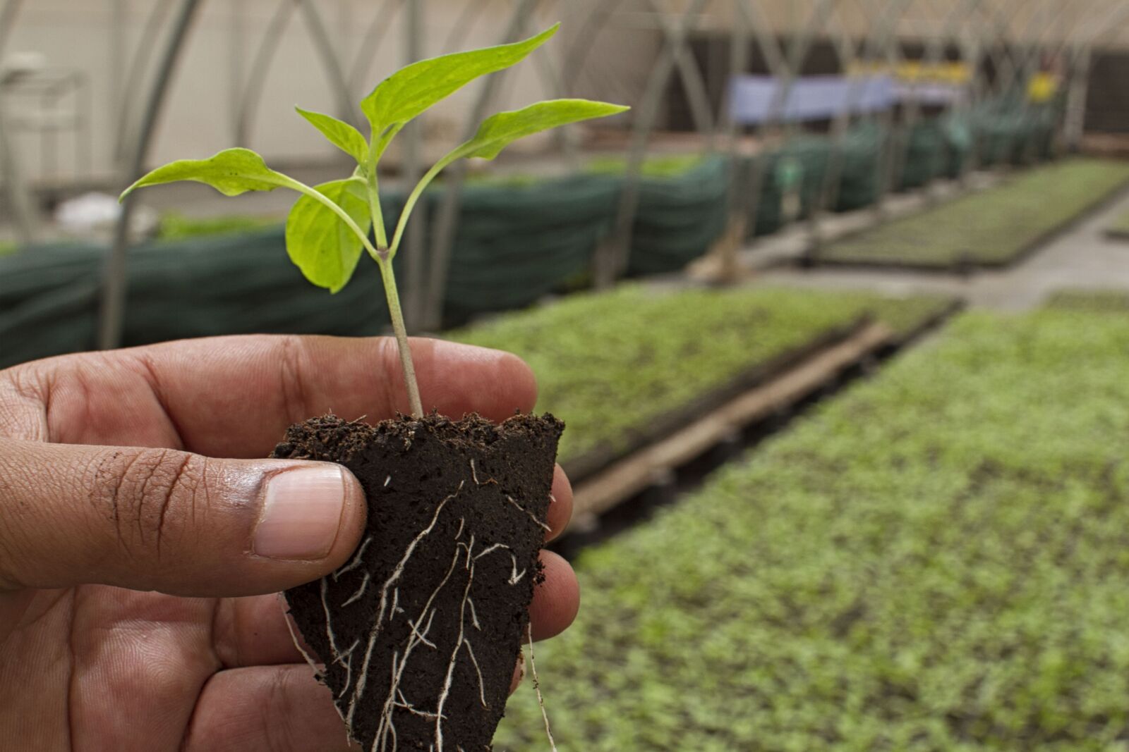 Canon EOS 7D sample photo. Agriculture, bio, farm photography