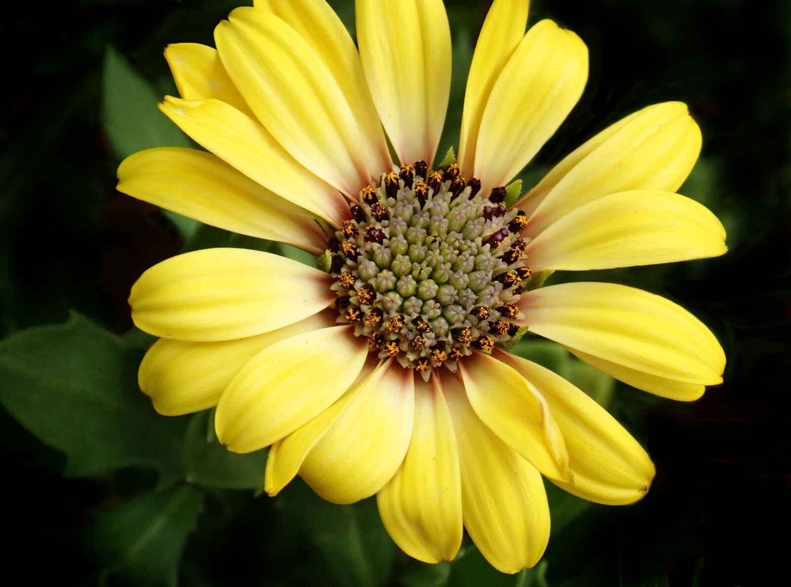 Olympus TG-5 sample photo. Flower, daisy, yellow photography