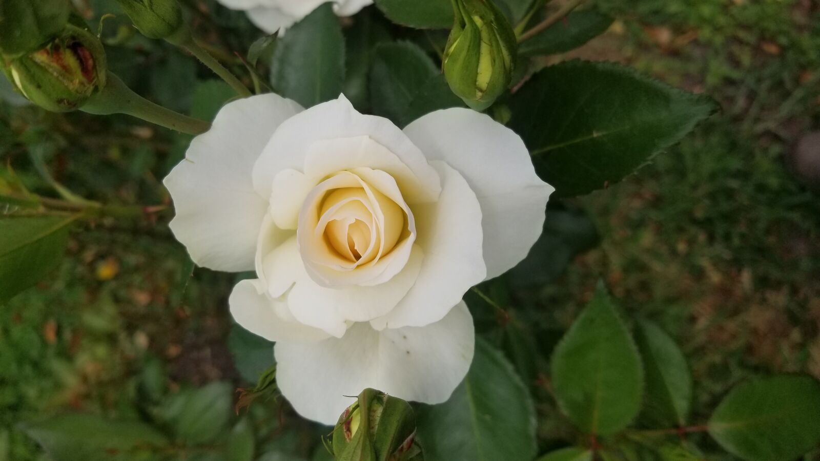 Samsung Galaxy S8 sample photo. Flower, leaf, nature photography