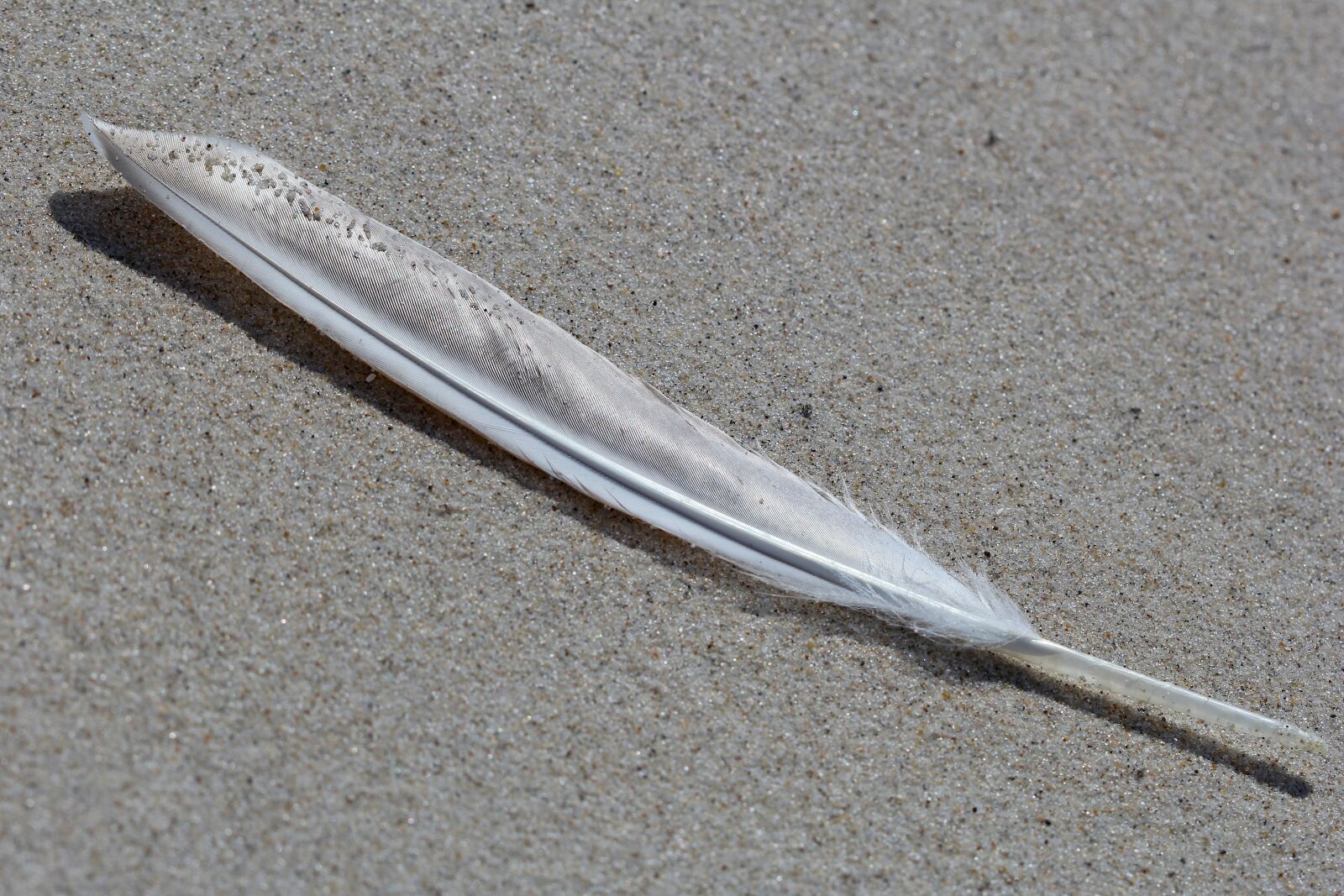 Canon EOS 60D + Canon EF 100mm F2.8 Macro USM sample photo. Feather, nature, sand photography