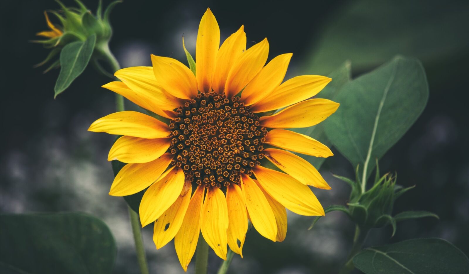 Canon EOS 550D (EOS Rebel T2i / EOS Kiss X4) sample photo. Sunflower, balboa park, closeup photography