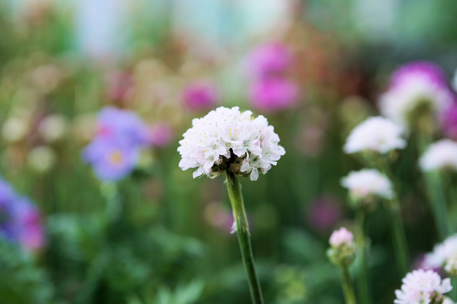 Sony a6000 + E 60mm F2.8 sample photo. Flower, blossom, bloom photography