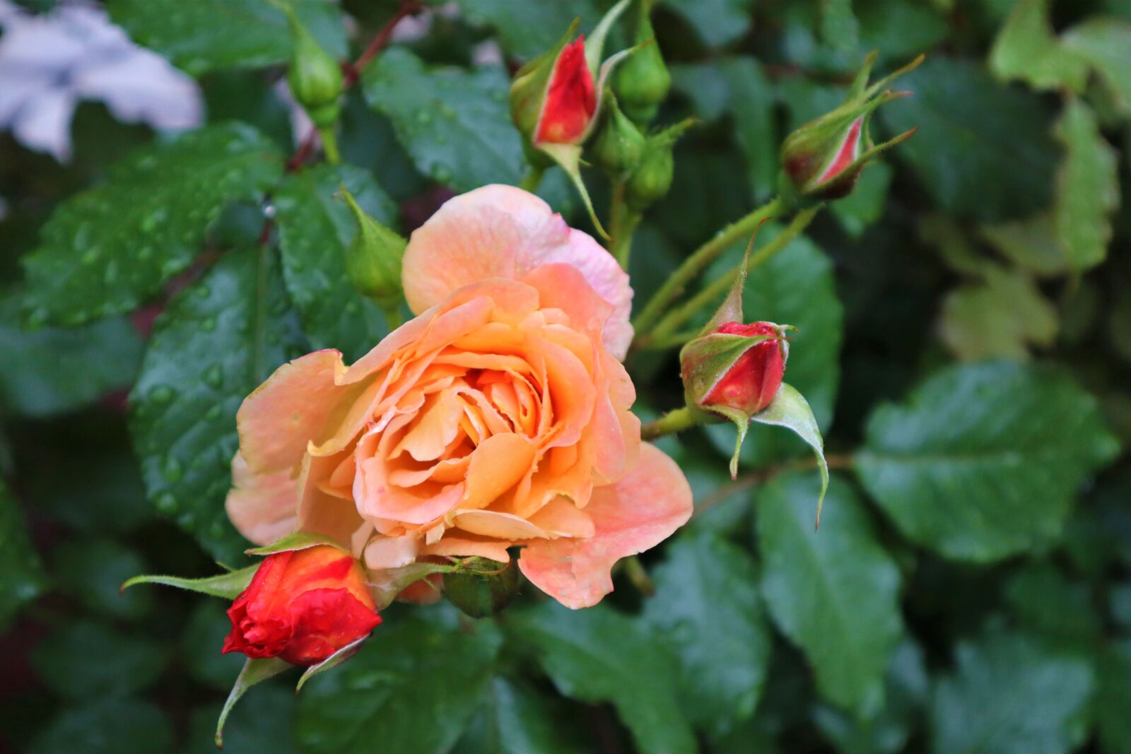 Canon EOS M50 (EOS Kiss M) sample photo. Roses, rose bloom, flower photography