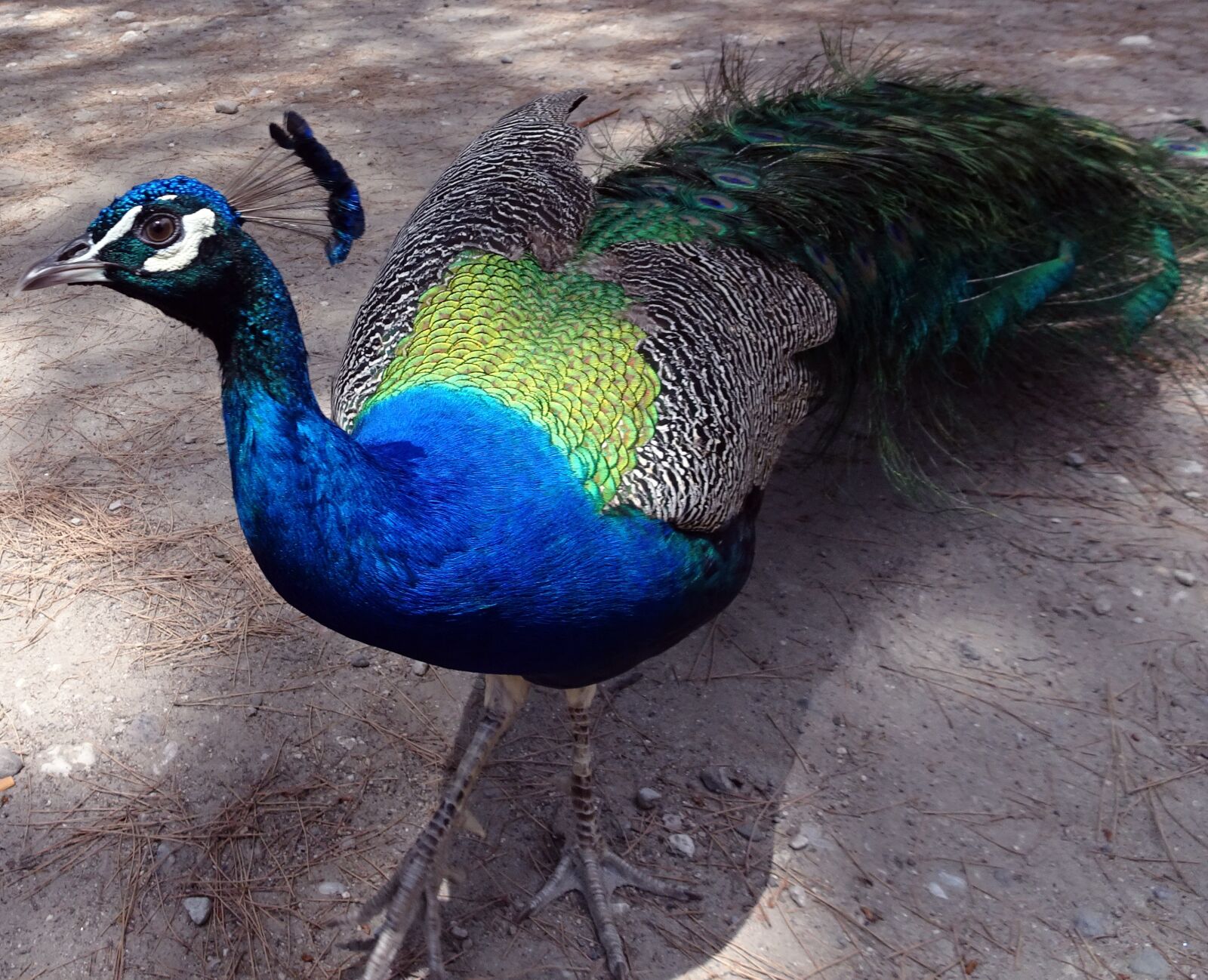Sony DSC-HX90 sample photo. Peacock, bird, pen photography