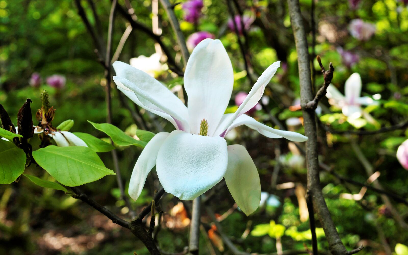 Nikon D40X sample photo. Flower, white, magnolia photography