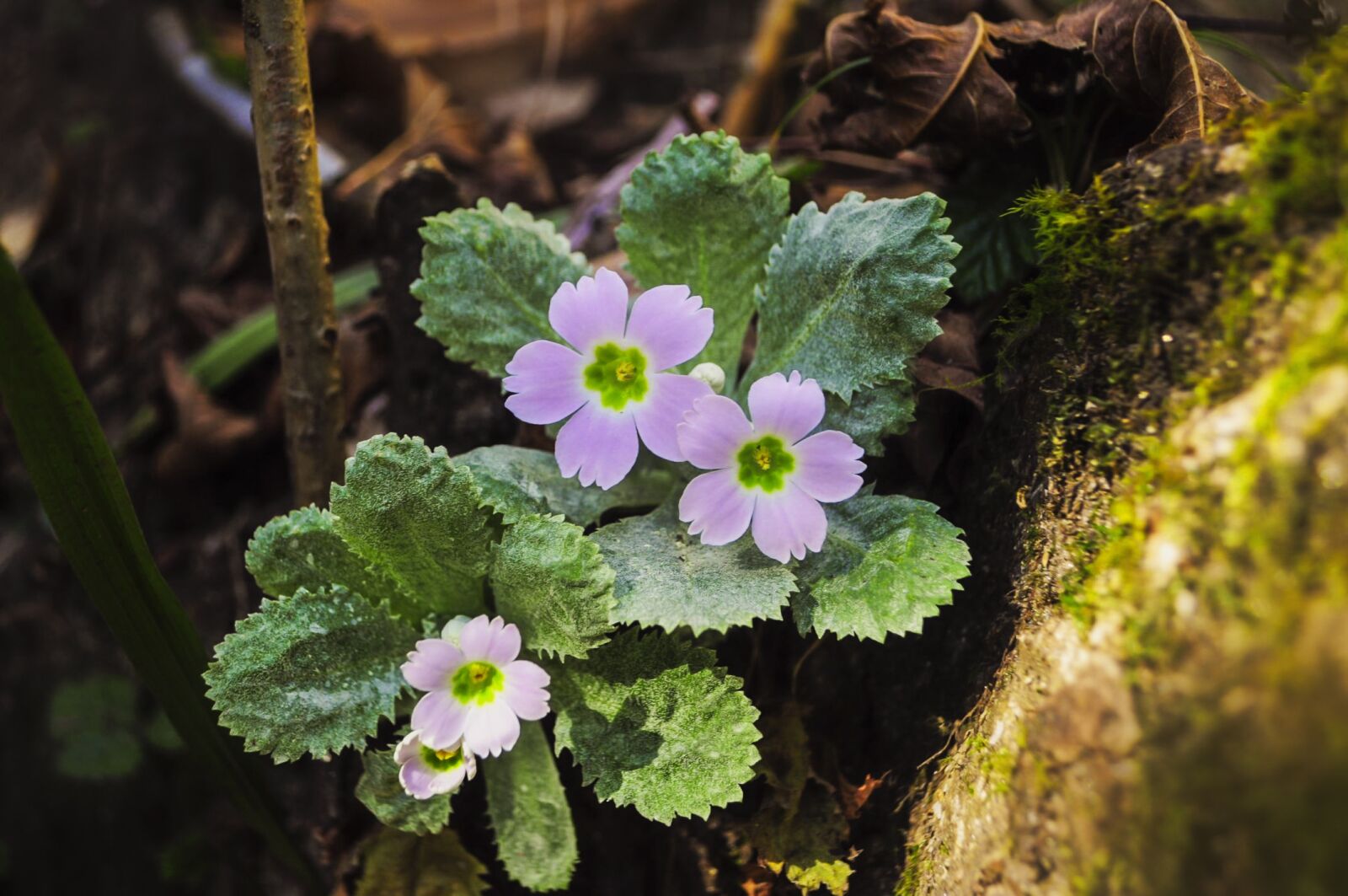 Nikon D90 sample photo. Purple flowers, flora, flower photography
