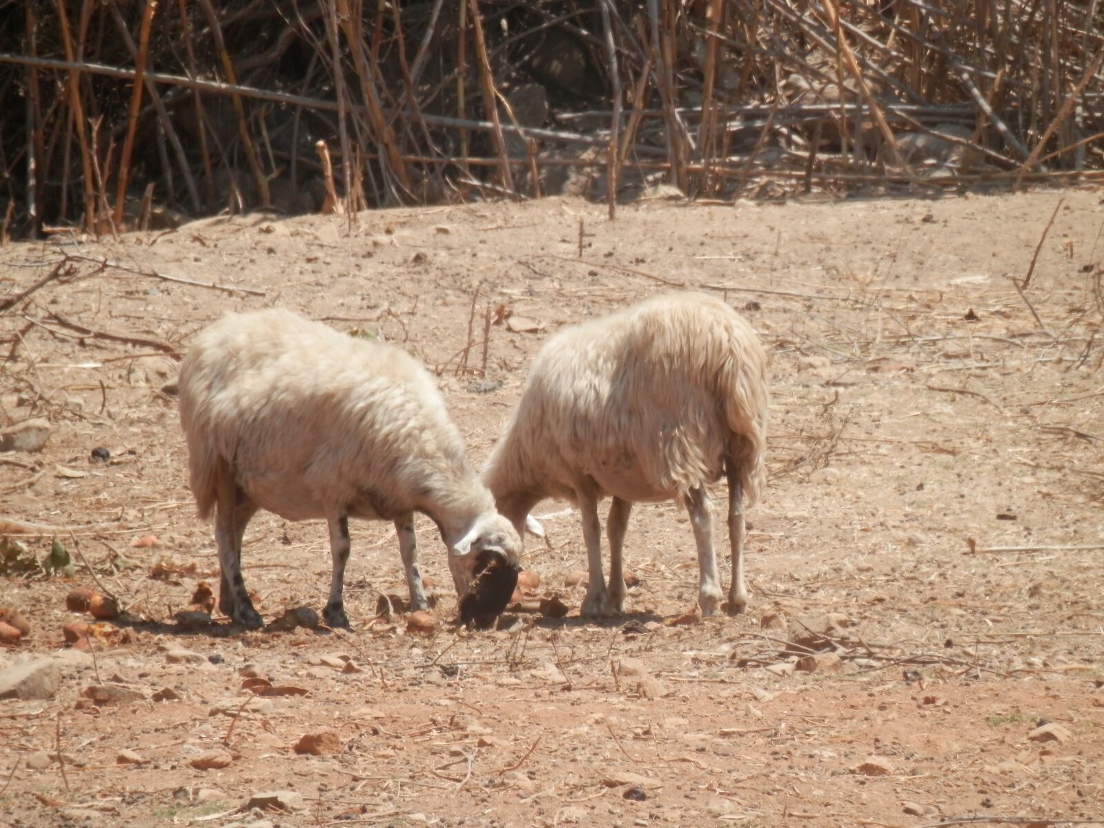 Olympus SZ-14 sample photo. Animals, sheep, nature photography