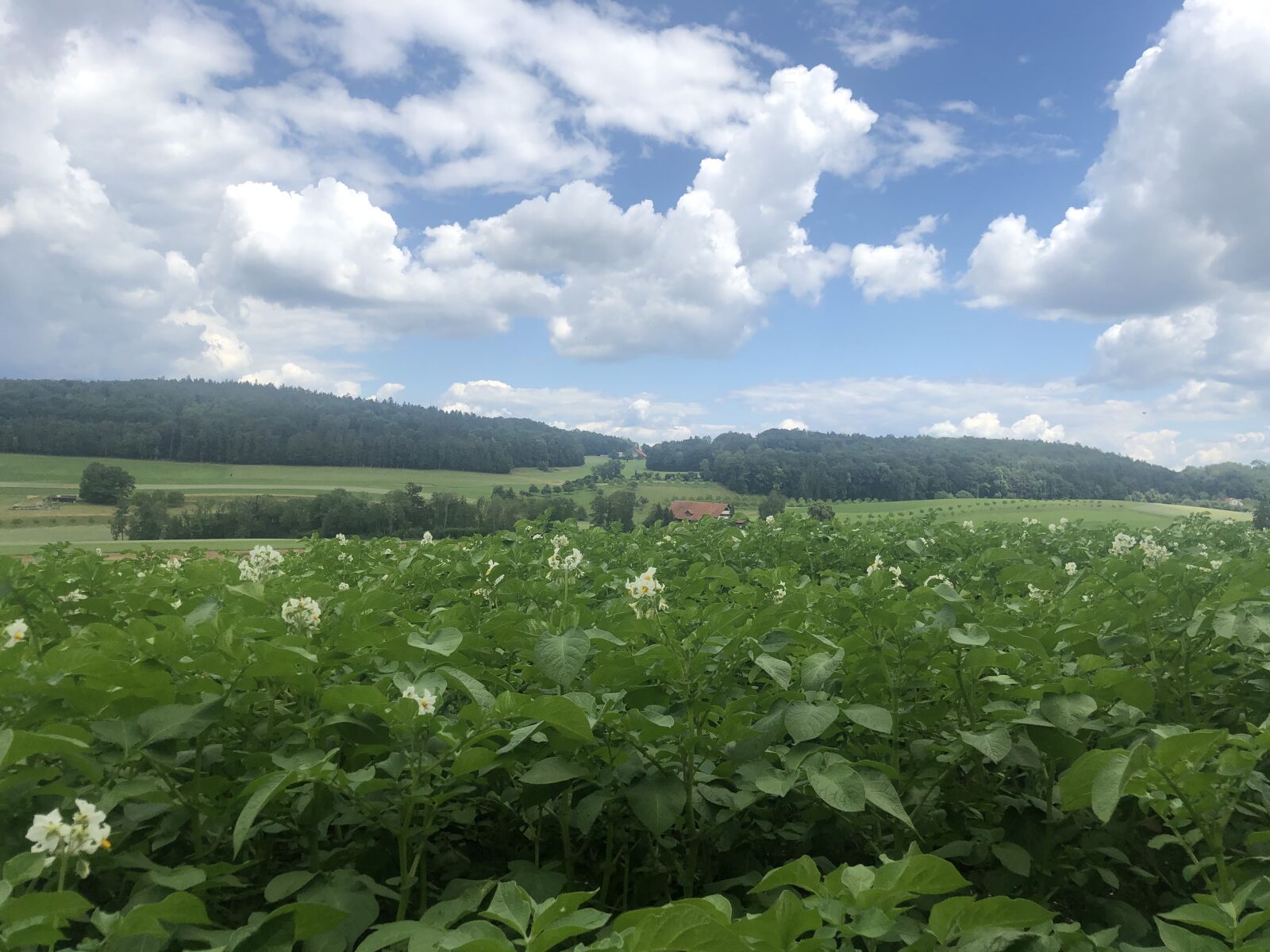 iPhone X back dual camera 4mm f/1.8 sample photo. Landscape, field, clouds photography