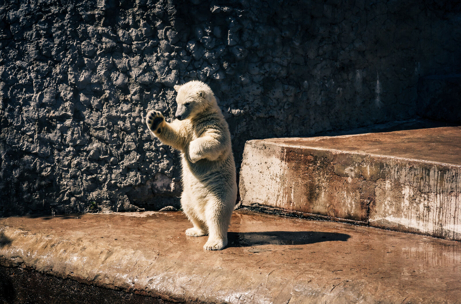 Canon EF-S 17-85mm F4-5.6 IS USM sample photo. Bear, cub, teddy, bear photography