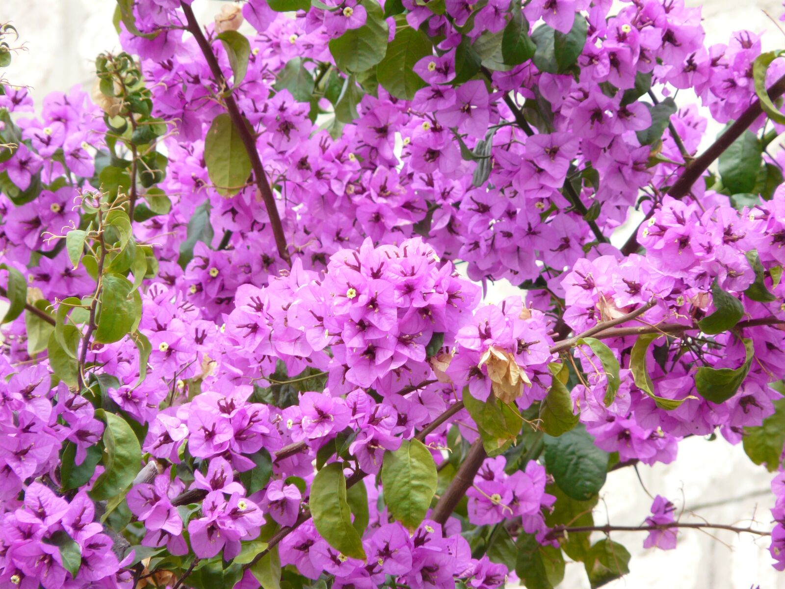 Panasonic DMC-FZ18 sample photo. Flower, bougainvillea, plant photography