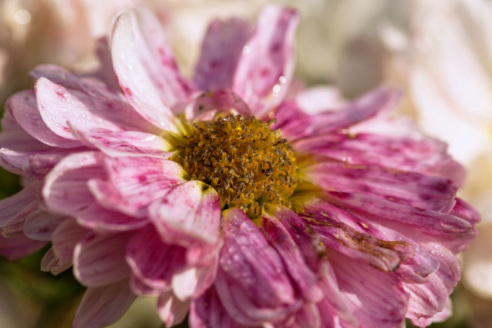 Nikon D7200 sample photo. Aster, pollen, petals photography