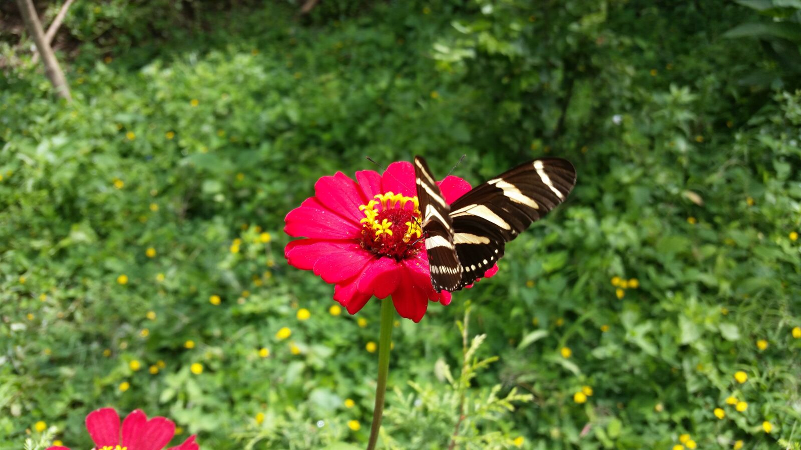 Samsung Galaxy S5 sample photo. Butterfly, garden, flowers photography