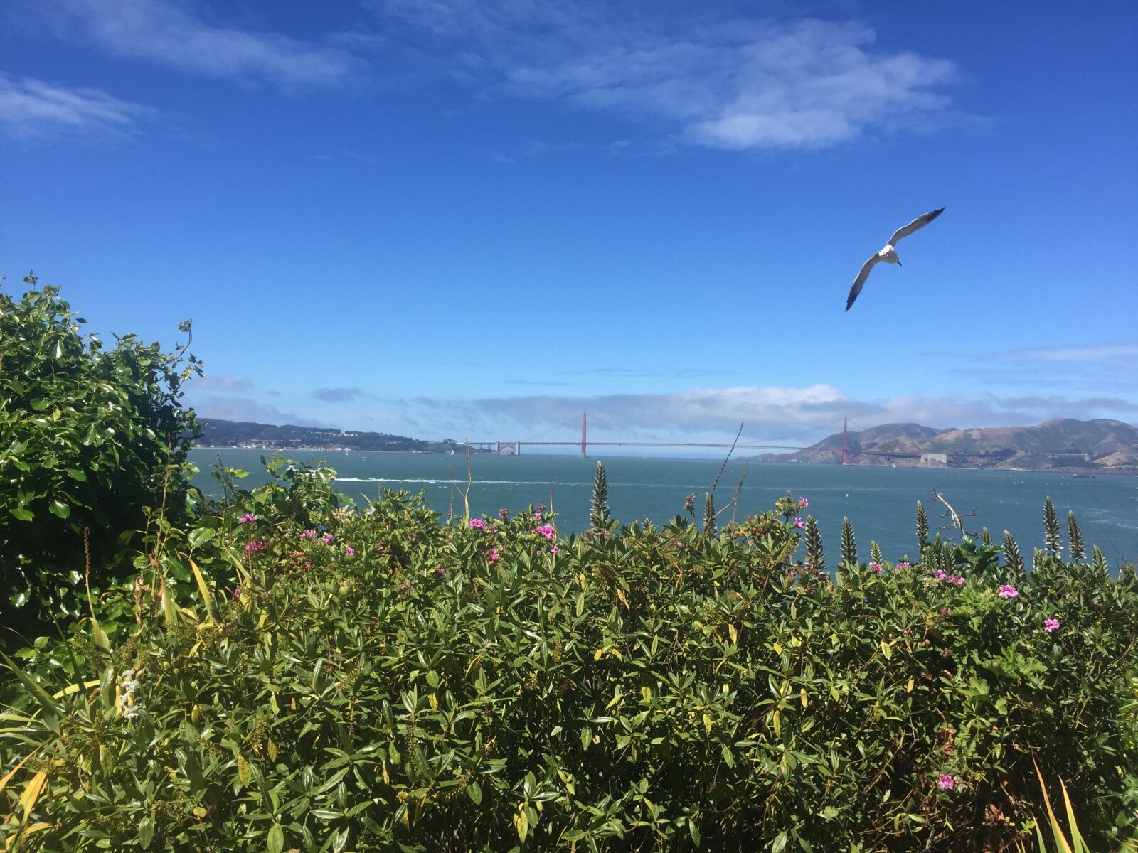Apple iPhone 6 sample photo. Ocean, nature, bird photography