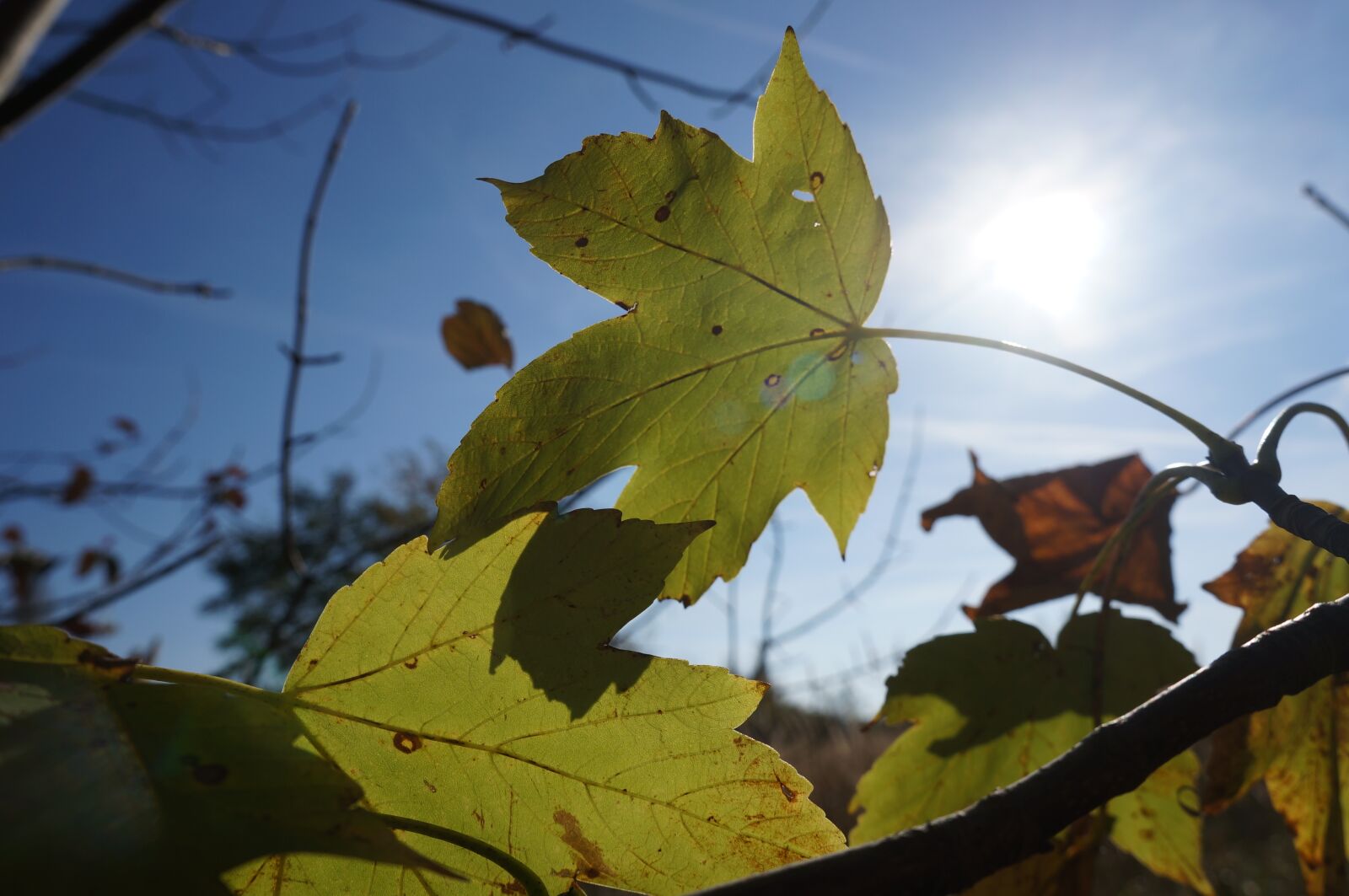 Sony Alpha NEX-5N sample photo. Autumn, leaves, maple photography