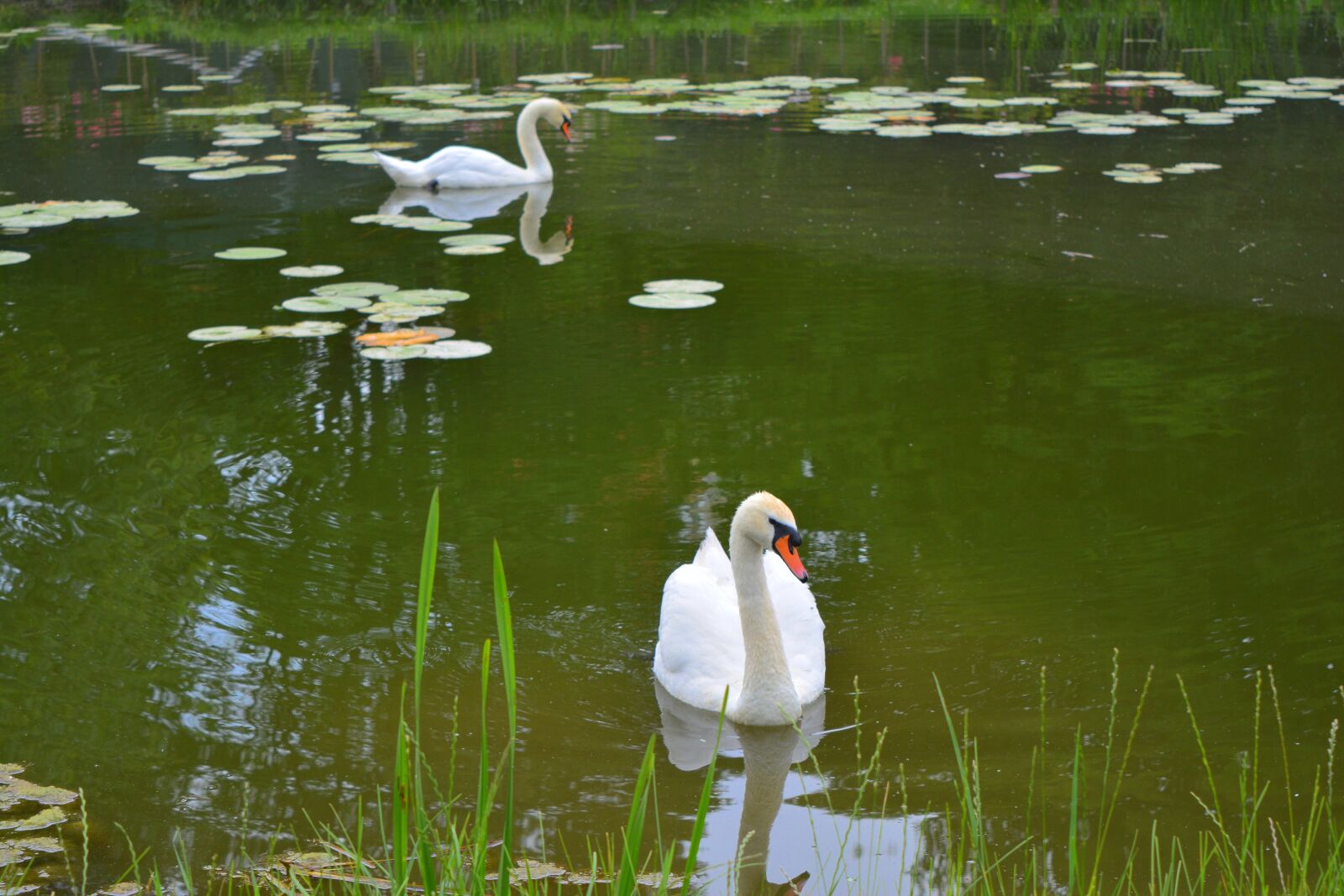Nikon D5200 sample photo. Swan, swans, lake photography