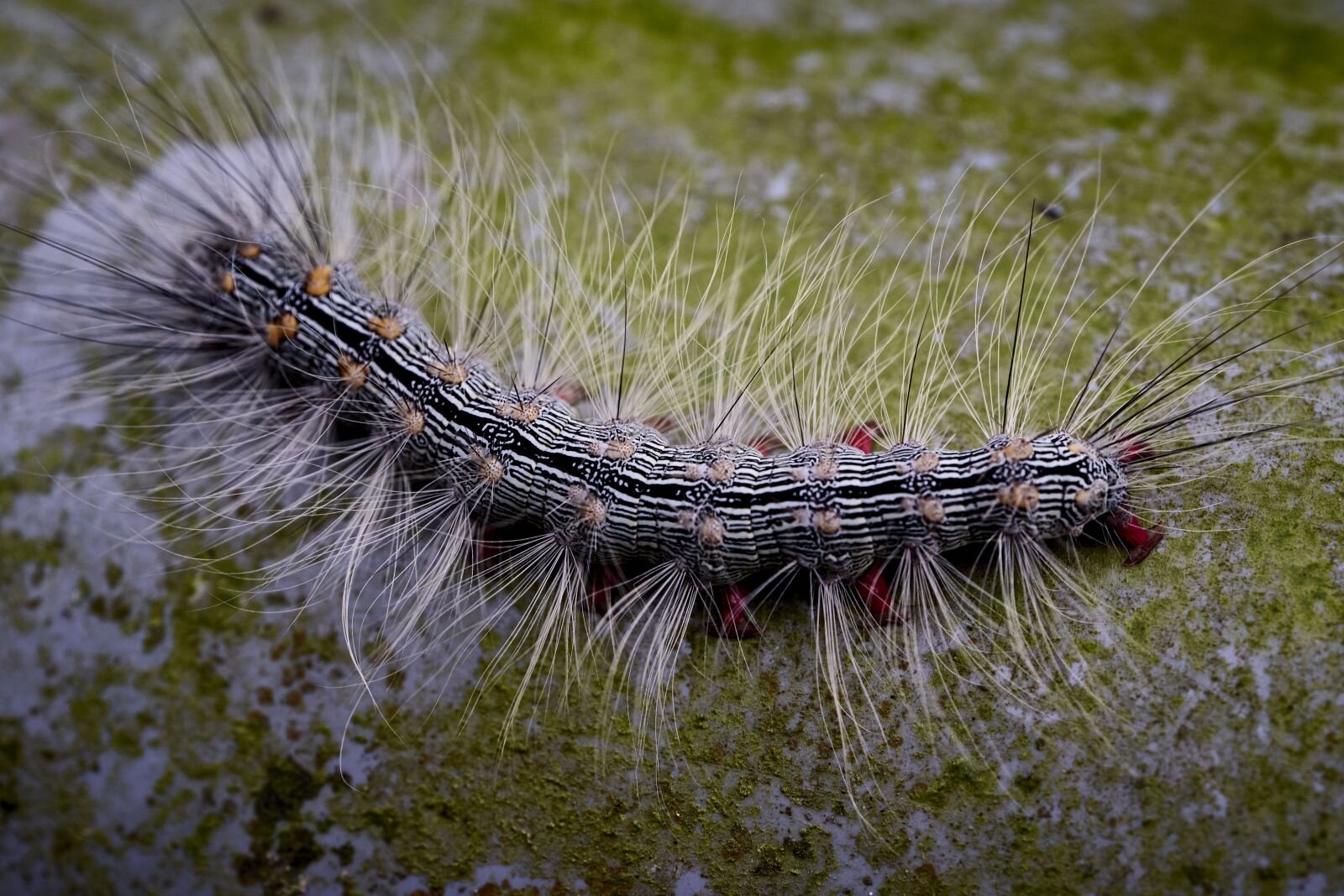 Fujifilm X-T1 sample photo. Caterpillar, insects, butterfly photography