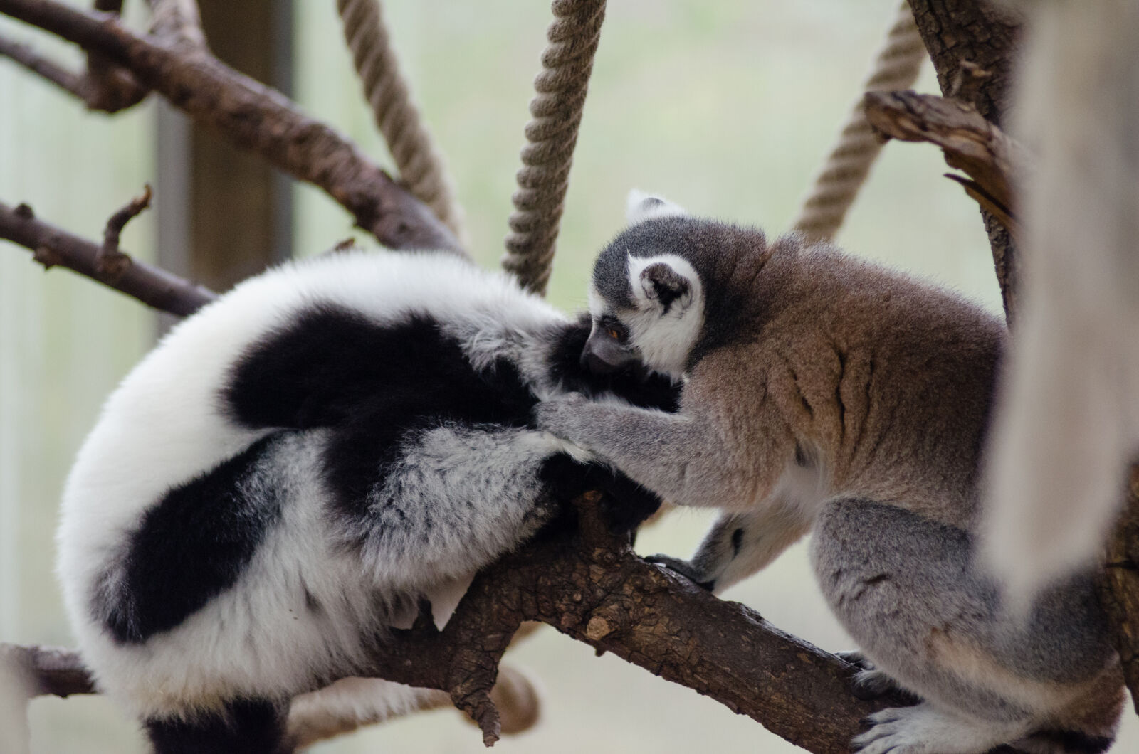 AF Zoom-Nikkor 80-200mm f/2.8 ED sample photo. Lemurs, on, tree, branch photography
