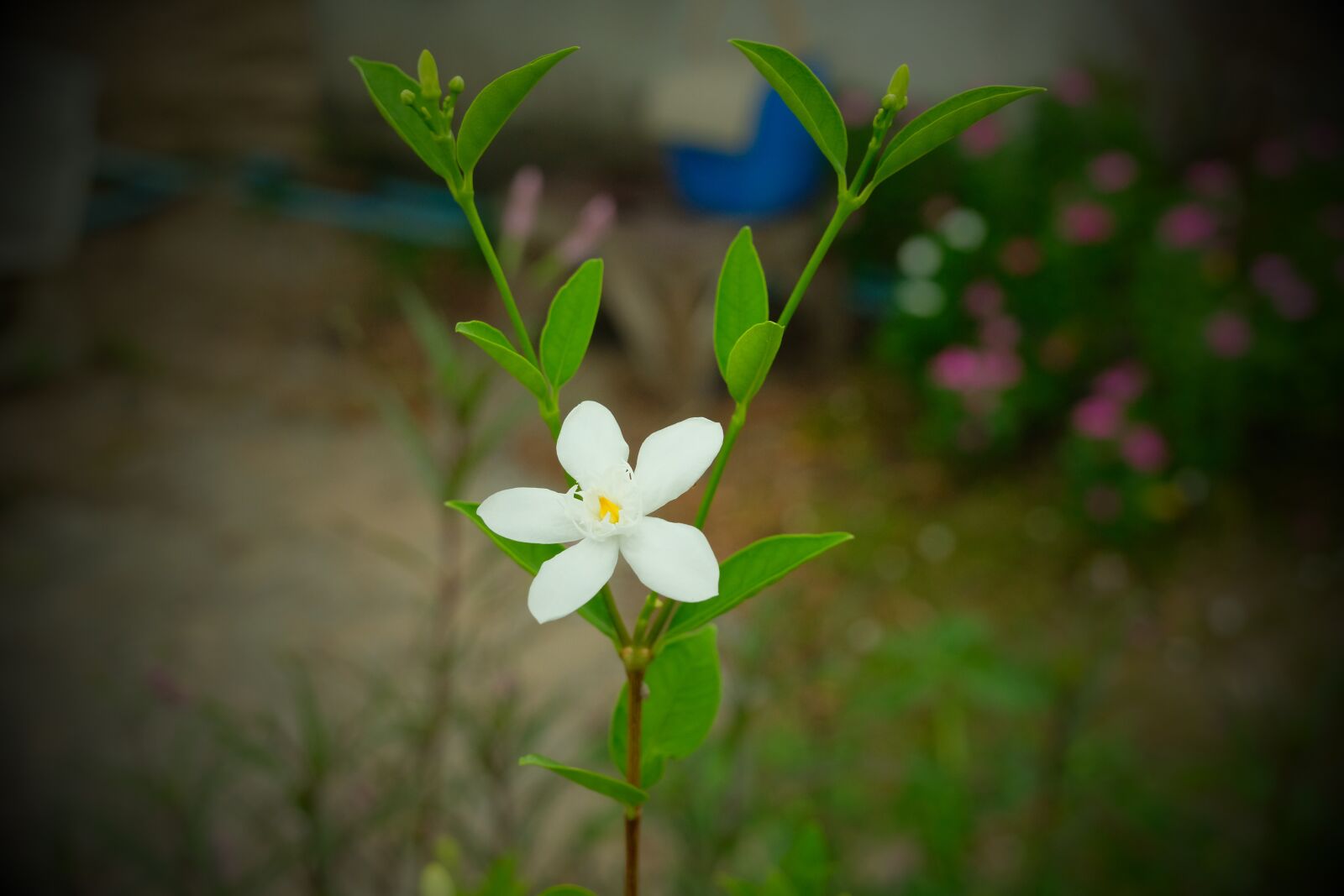 Fujifilm X-T20 sample photo. Flower, jasmine, gardenia photography