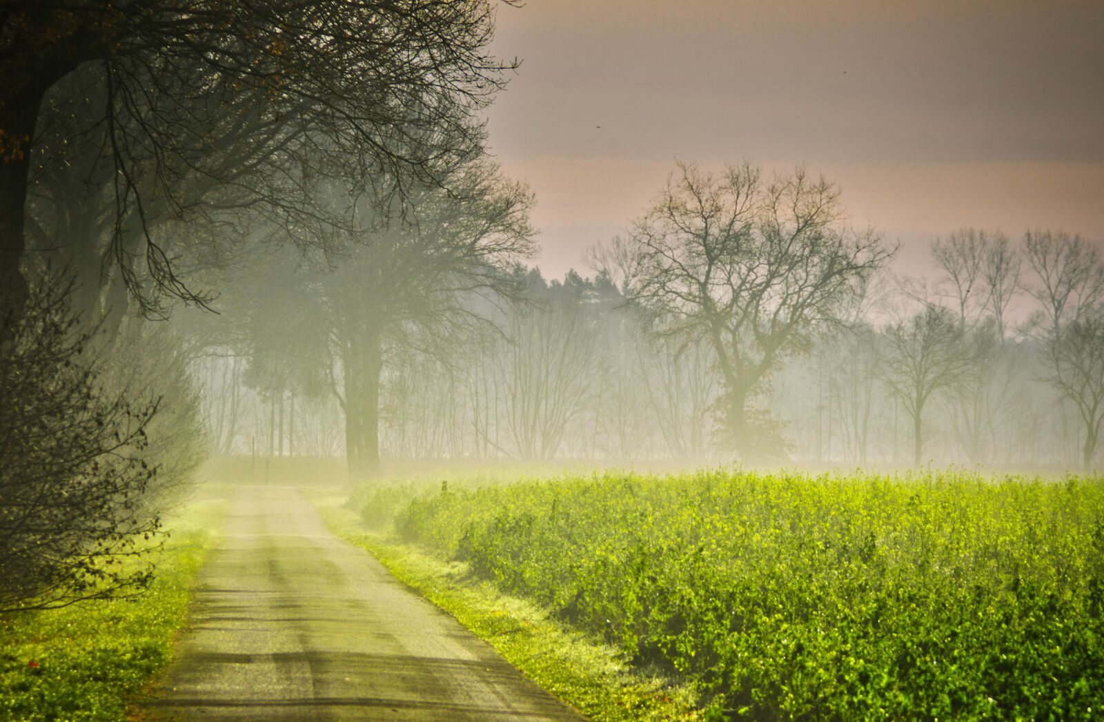 Nikon D3200 sample photo. Autumn, sunrise, road photography