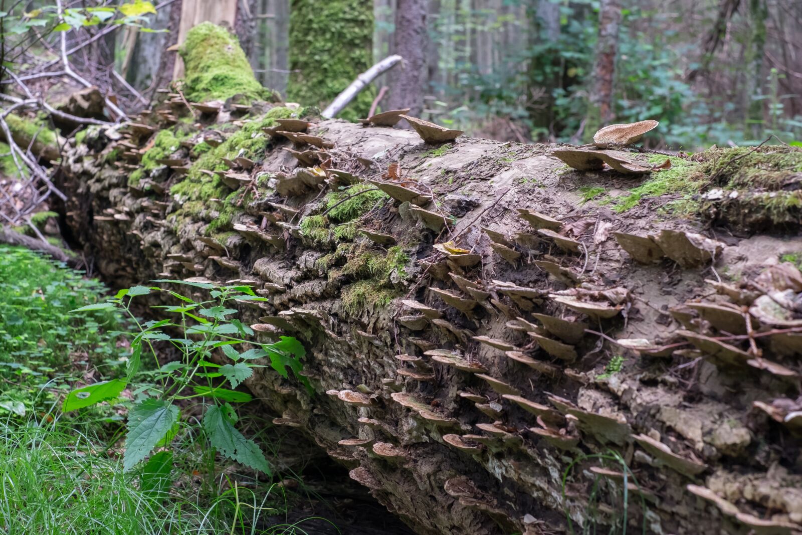 Fujifilm X-T1 + Fujifilm XF 35mm F1.4 R sample photo. Hub, trunk, tree photography