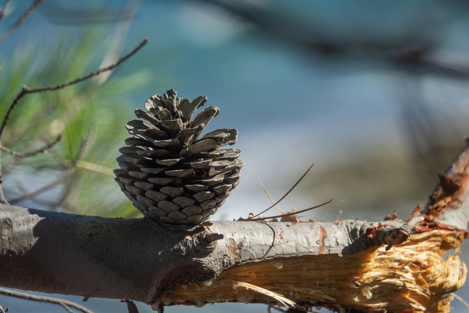 Sony Cyber-shot DSC-RX10 III sample photo. Tap, pine cones, macro photography