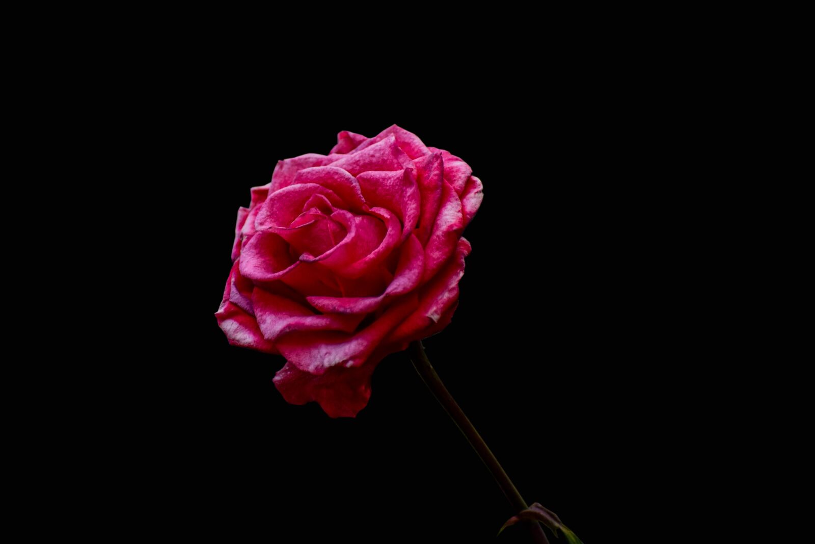 Nikon D3400 sample photo. Rosa, nice, adorable photography