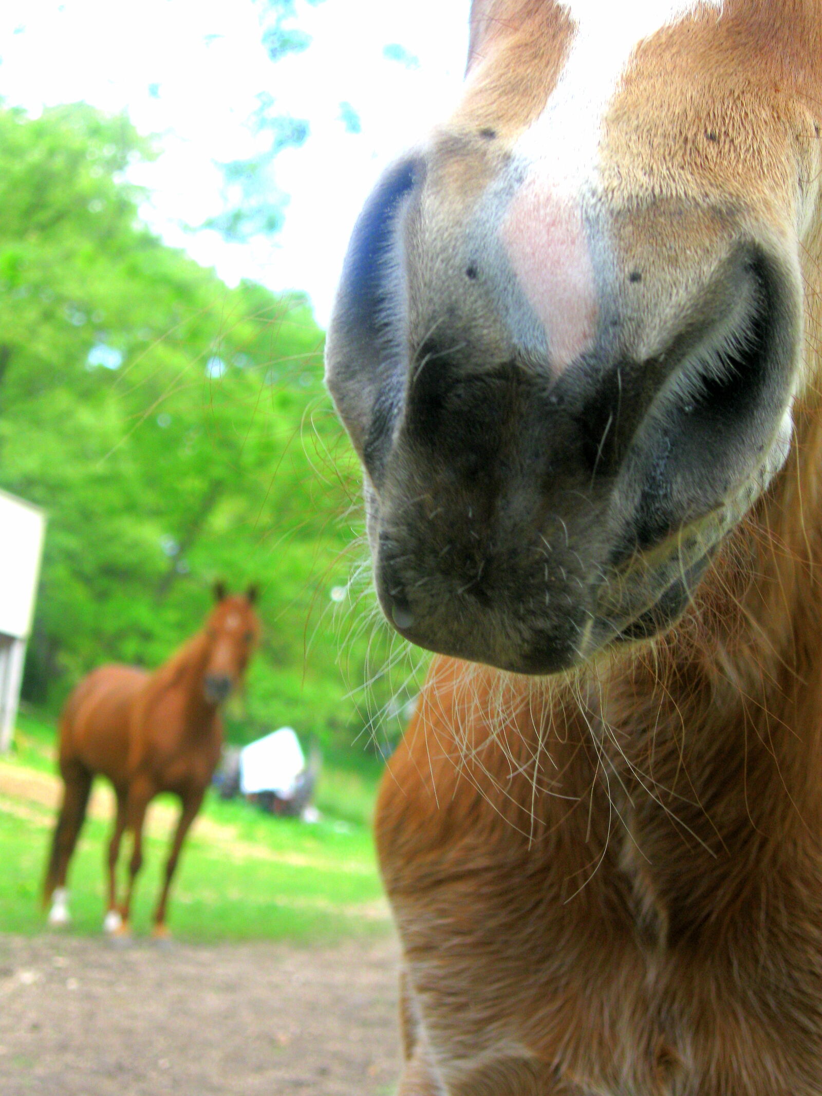 Canon PowerShot A590 IS sample photo. Animals, farm, horse, horse photography