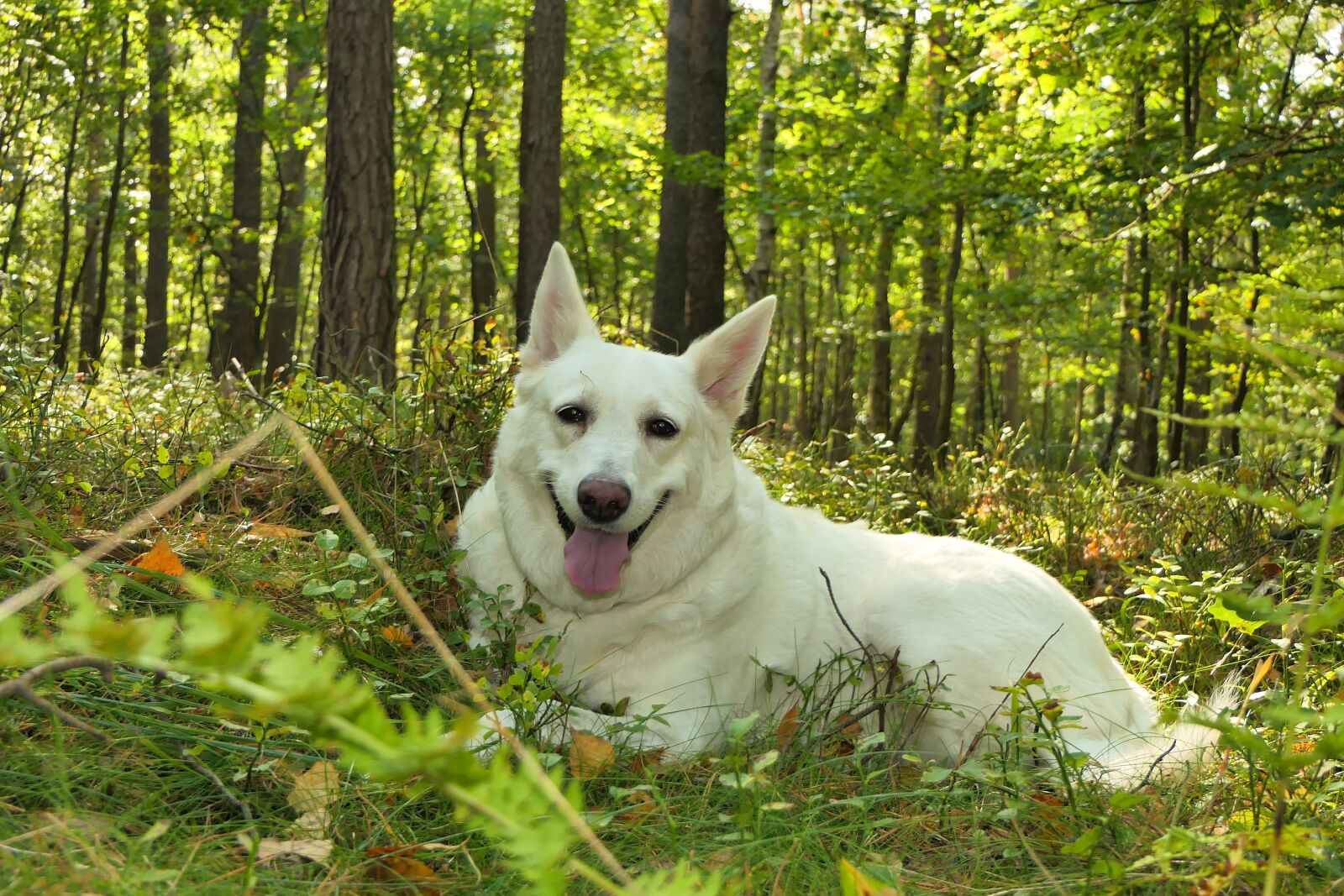 Panasonic Lumix DMC-FZ2500 (Lumix DMC-FZ2000) sample photo. Dog, female, a smile photography