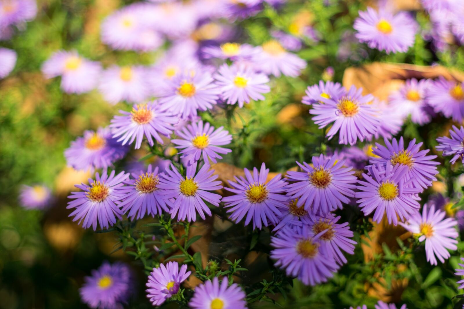 Fujifilm X-T10 sample photo. Flower, aster, trivia photography