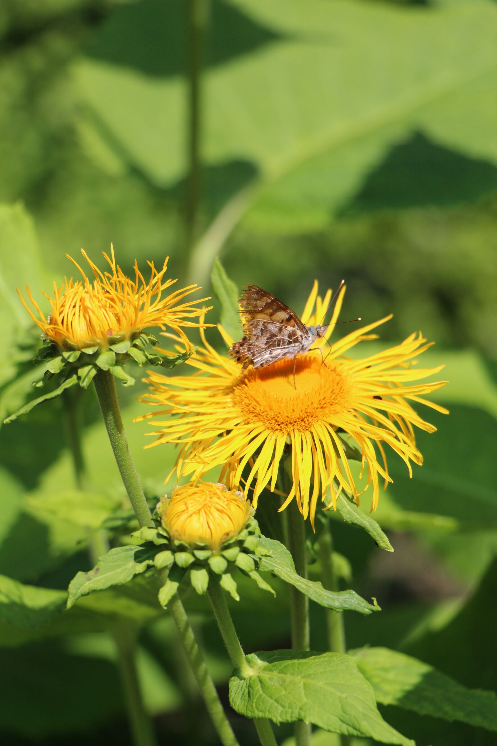 Canon EOS 700D (EOS Rebel T5i / EOS Kiss X7i) sample photo. Flower, bee, insect photography