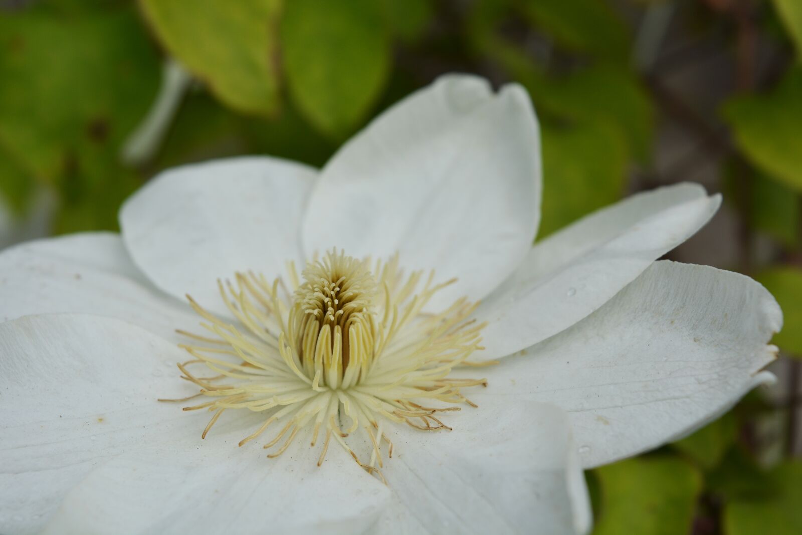 Nikon D5200 sample photo. Clematis, flora, flower photography