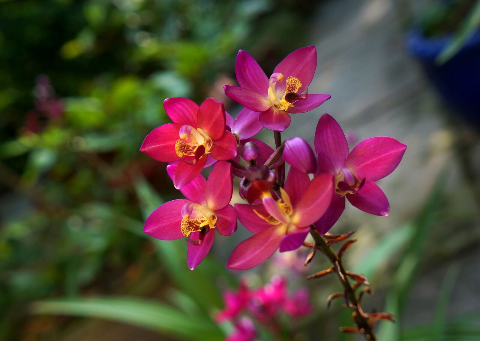 Sony Alpha NEX-F3 + Sony E 18-55mm F3.5-5.6 OSS sample photo. Orchids, purple orchid pink photography
