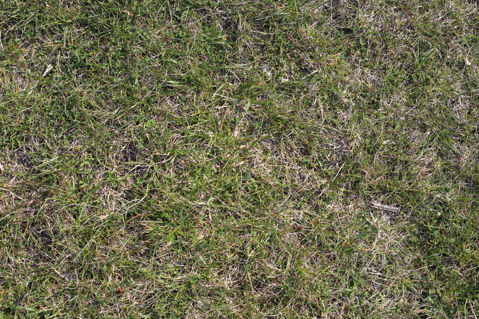 Canon EOS 6D + Canon EF 50mm F1.8 STM sample photo. Endless, meadow, texture photography