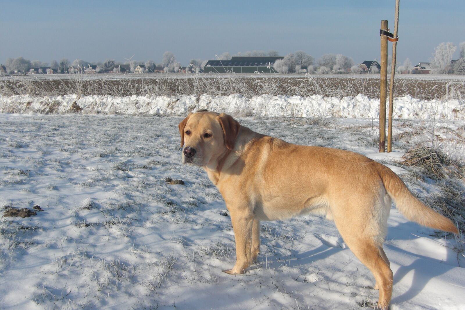 CASIO EX-Z100 sample photo. Dog, labrador, animal photography