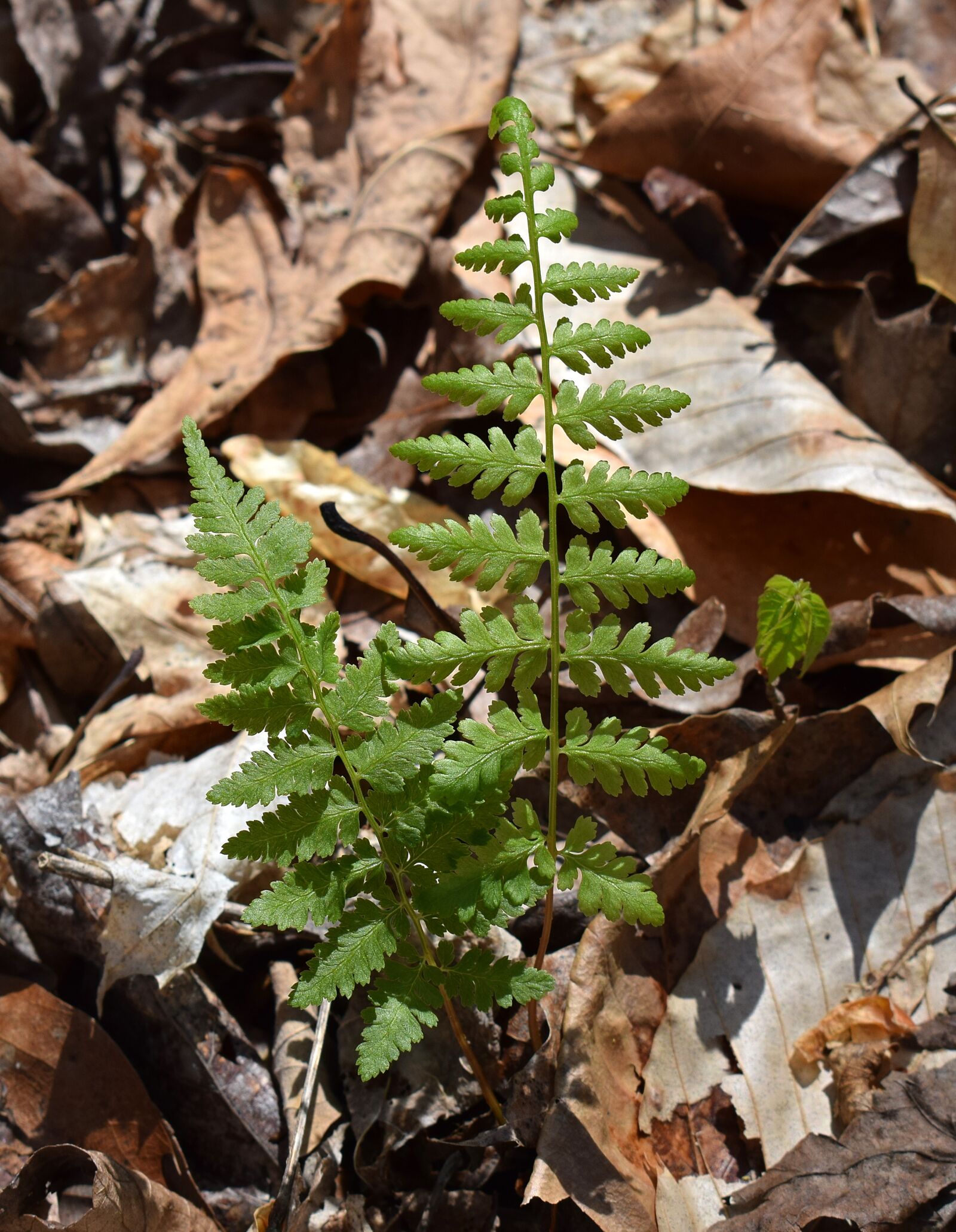 Nikon D3300 sample photo. Newly-emerged fern fronds, fern photography