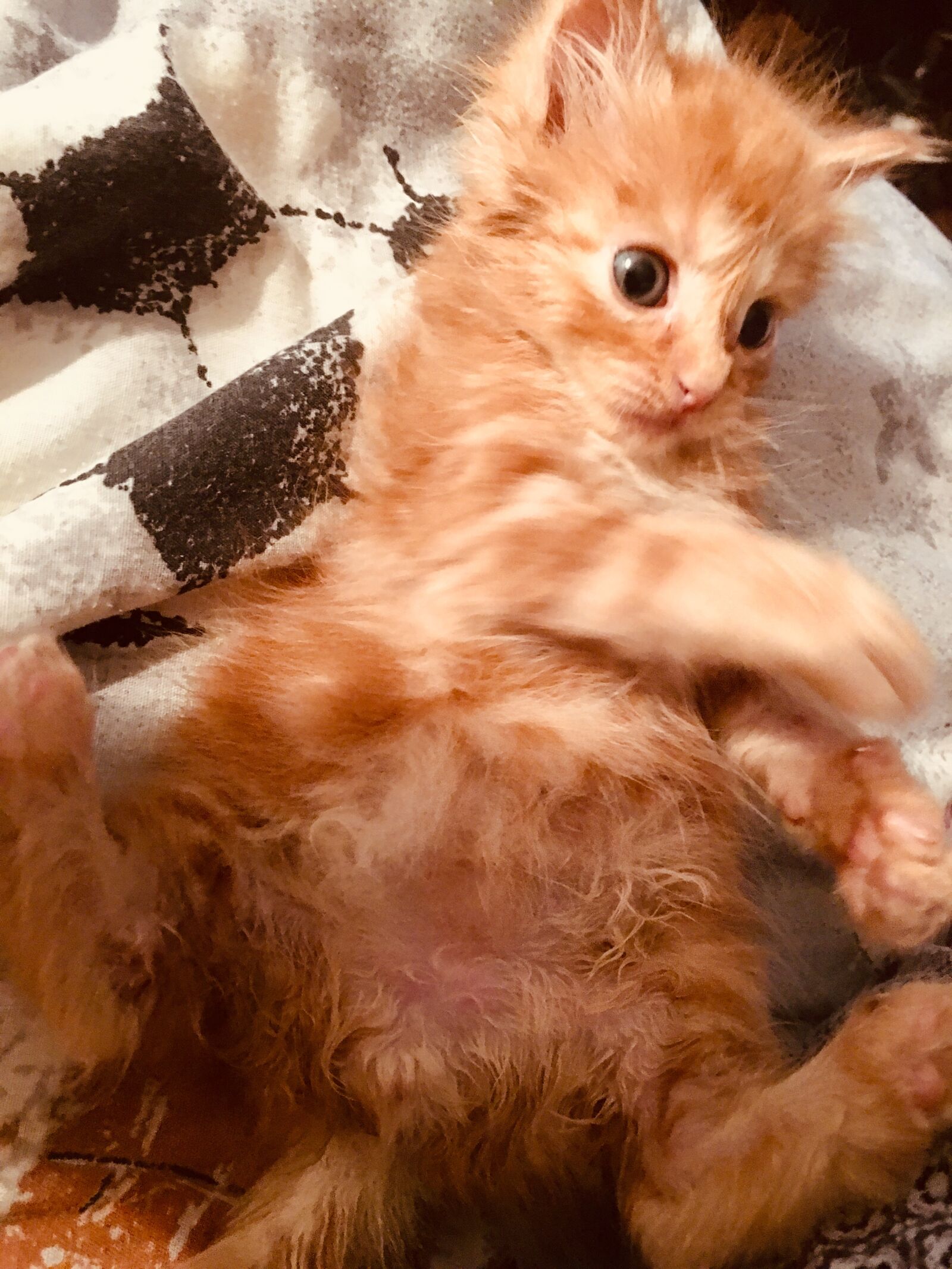 iPhone 6s Plus back camera 4.15mm f/2.2 sample photo. Kitten, small, adorable photography